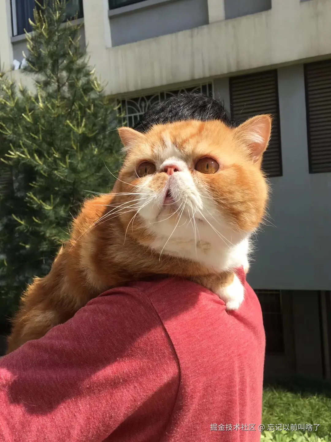 忘记以前叫啥了于2024-07-17 15:35发布的图片