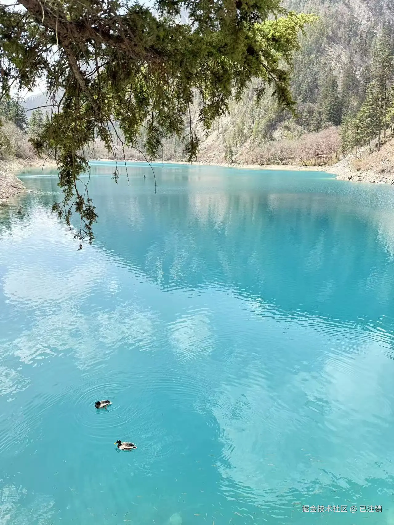 已注销于2025-05-26 16:22发布的图片