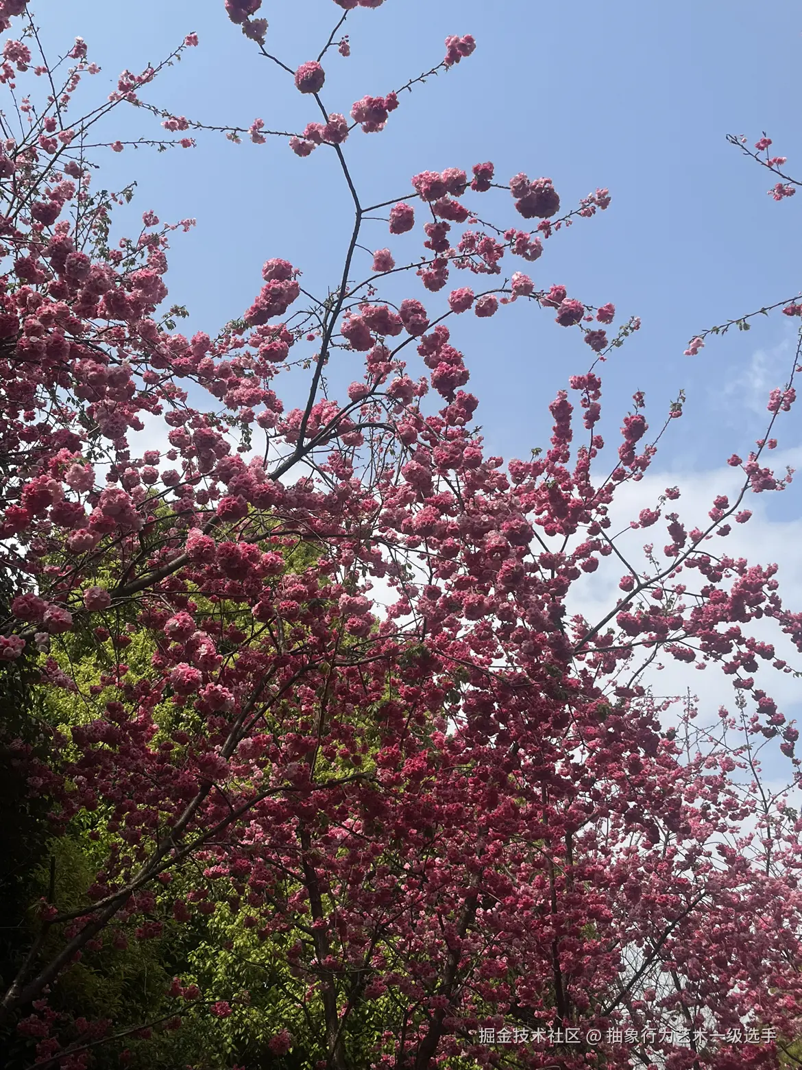 抽象行为艺术一级选手于2026-03-09 09:42发布的图片