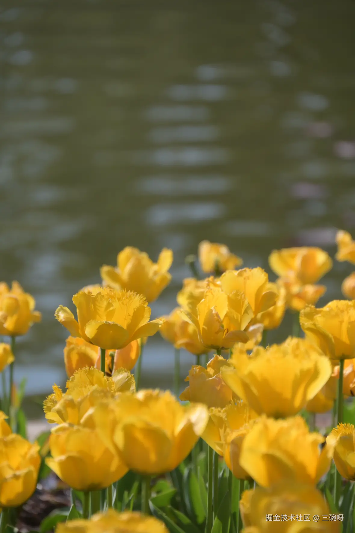 三碗呀于2026-03-06 10:27发布的图片