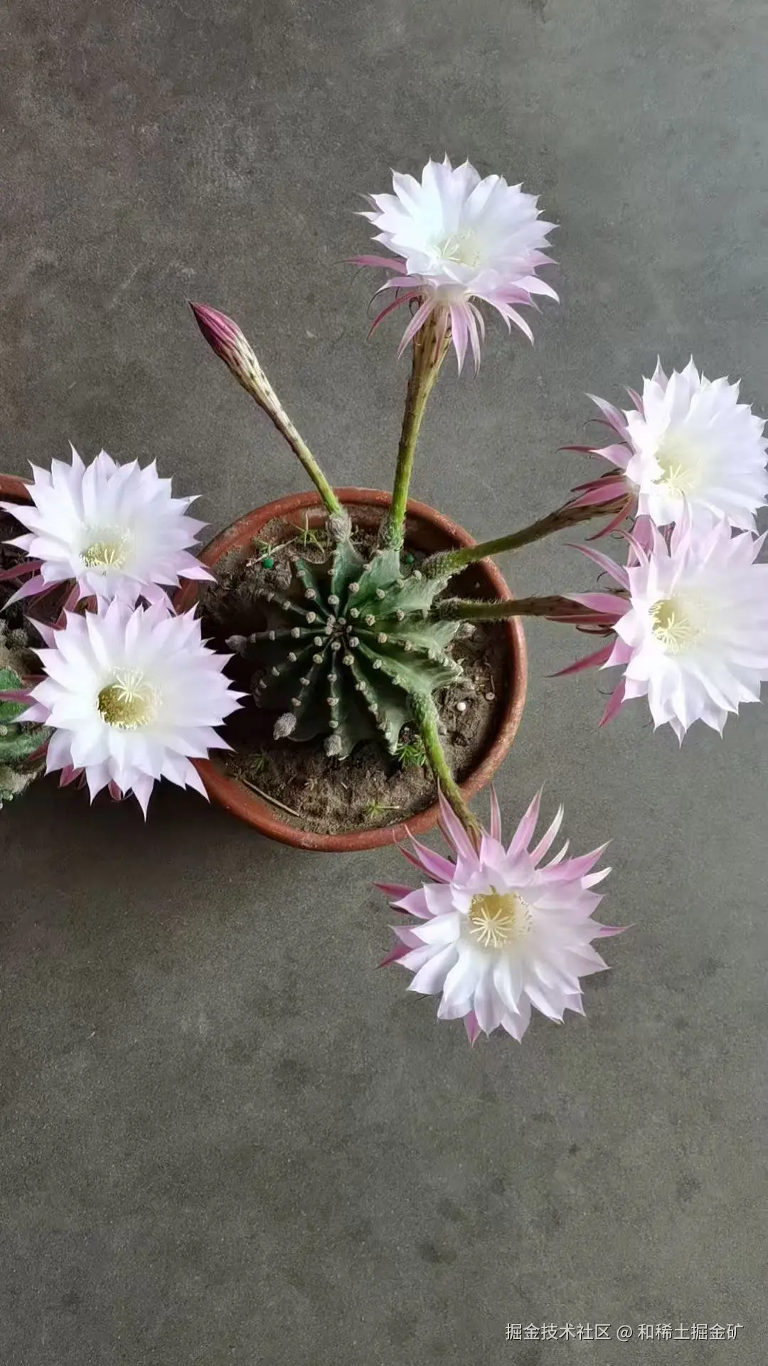 和稀土掘金矿于2025-05-20 10:07发布的图片