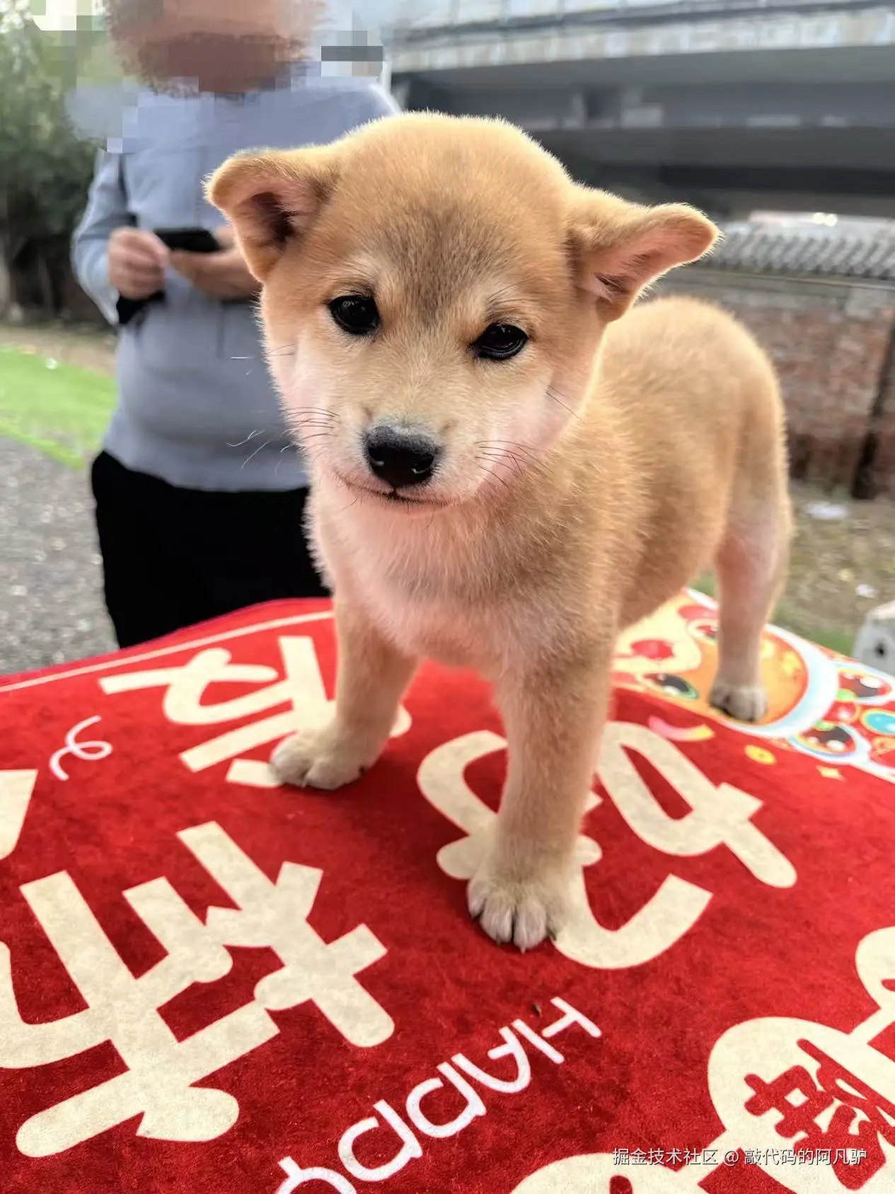 敲代码的阿凡驴于2025-10-27 14:24发布的图片