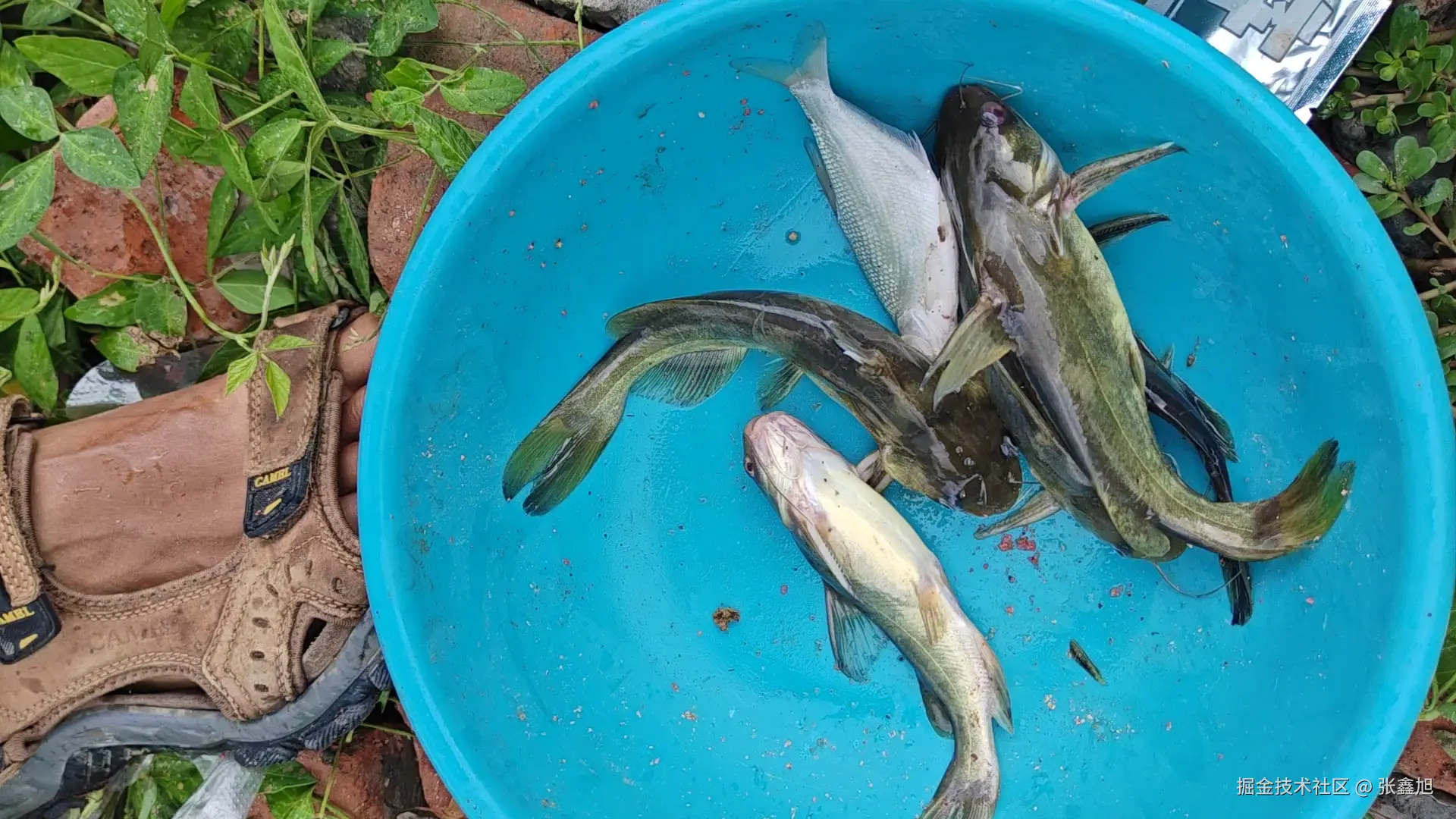 张鑫旭于2025-08-04 11:15发布的图片