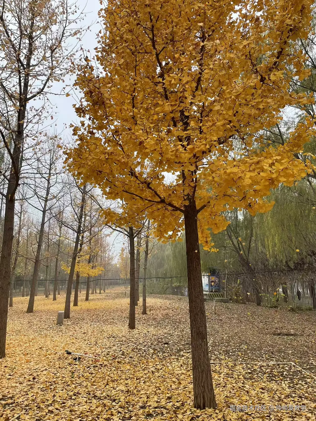 帅帅爱数学于2024-11-15 05:21发布的图片