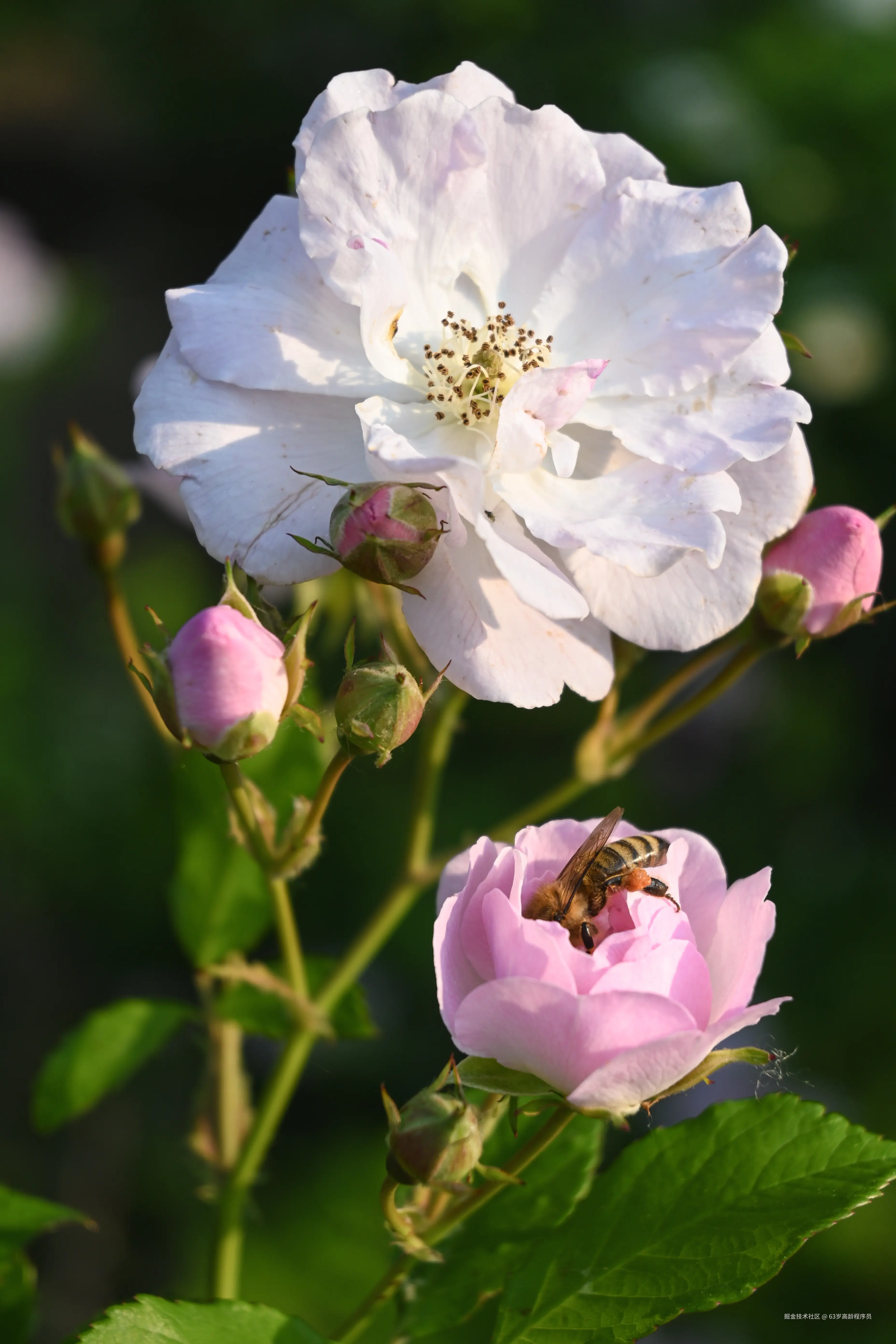 63岁高龄程序员于2025-05-12 09:50发布的图片