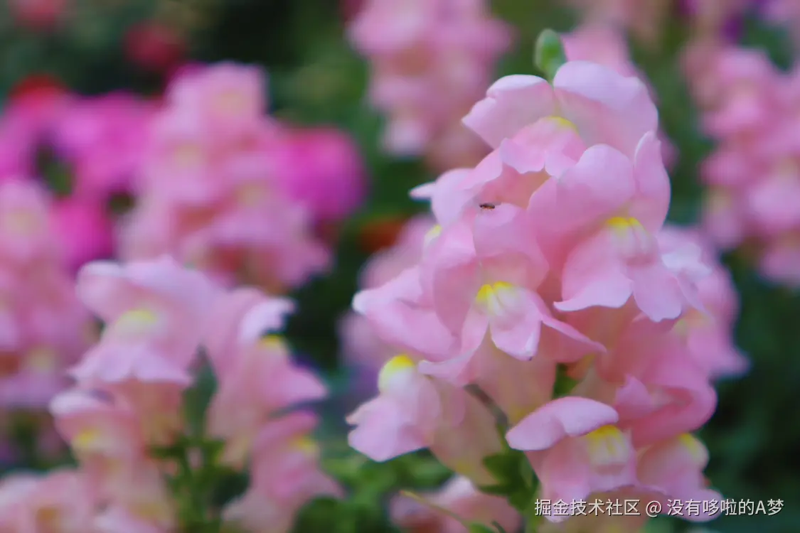 没有哆啦的A梦于2025-03-27 13:46发布的图片