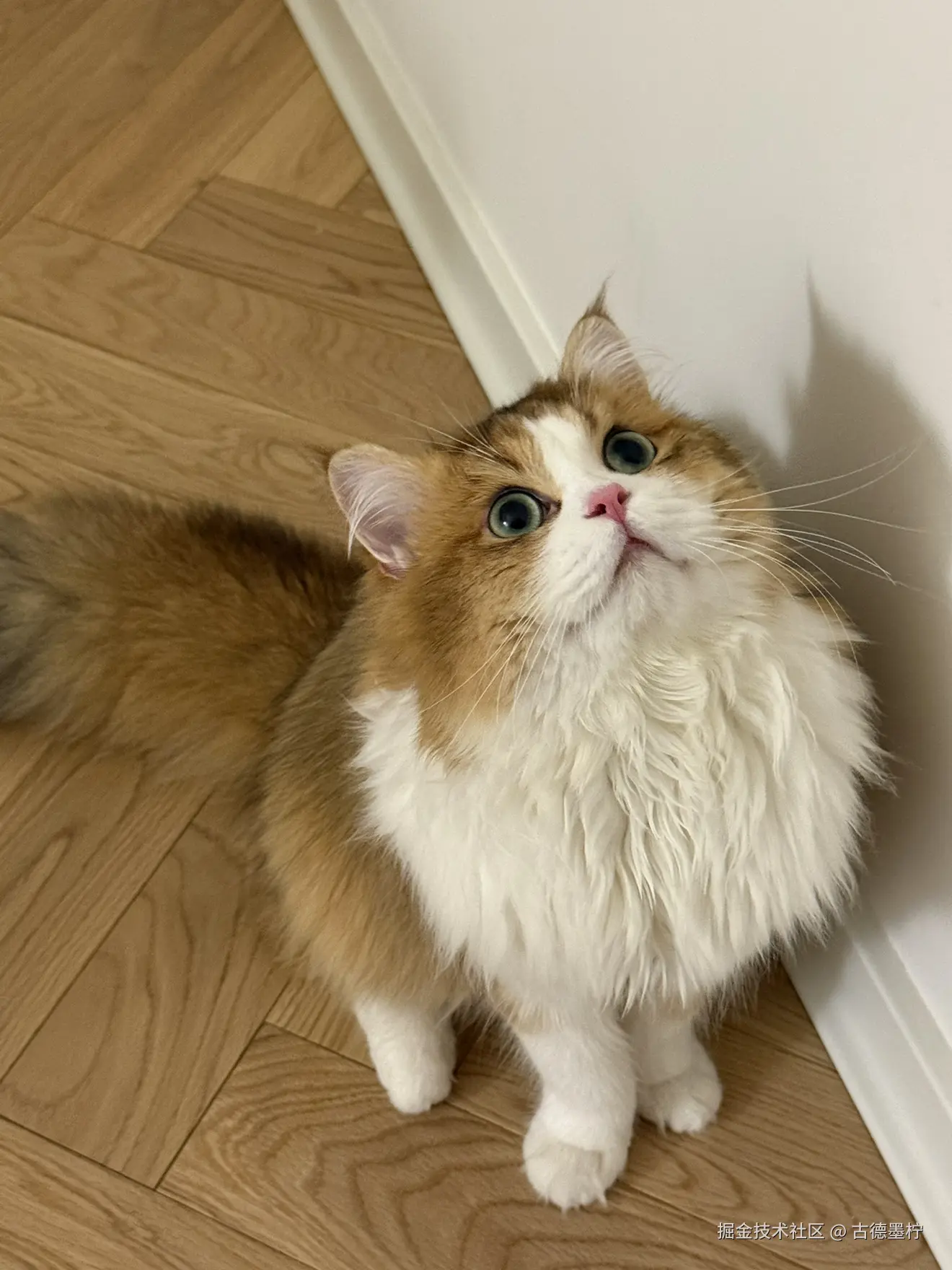 古德墨柠于2025-06-16 11:08发布的图片