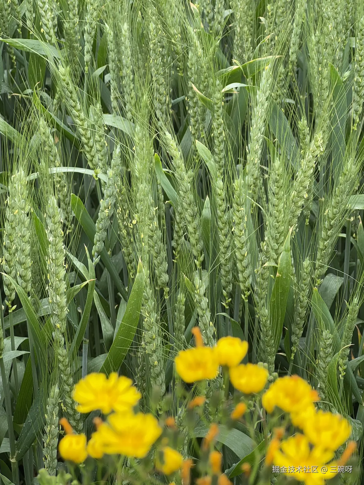 三碗呀于2025-04-09 11:21发布的图片