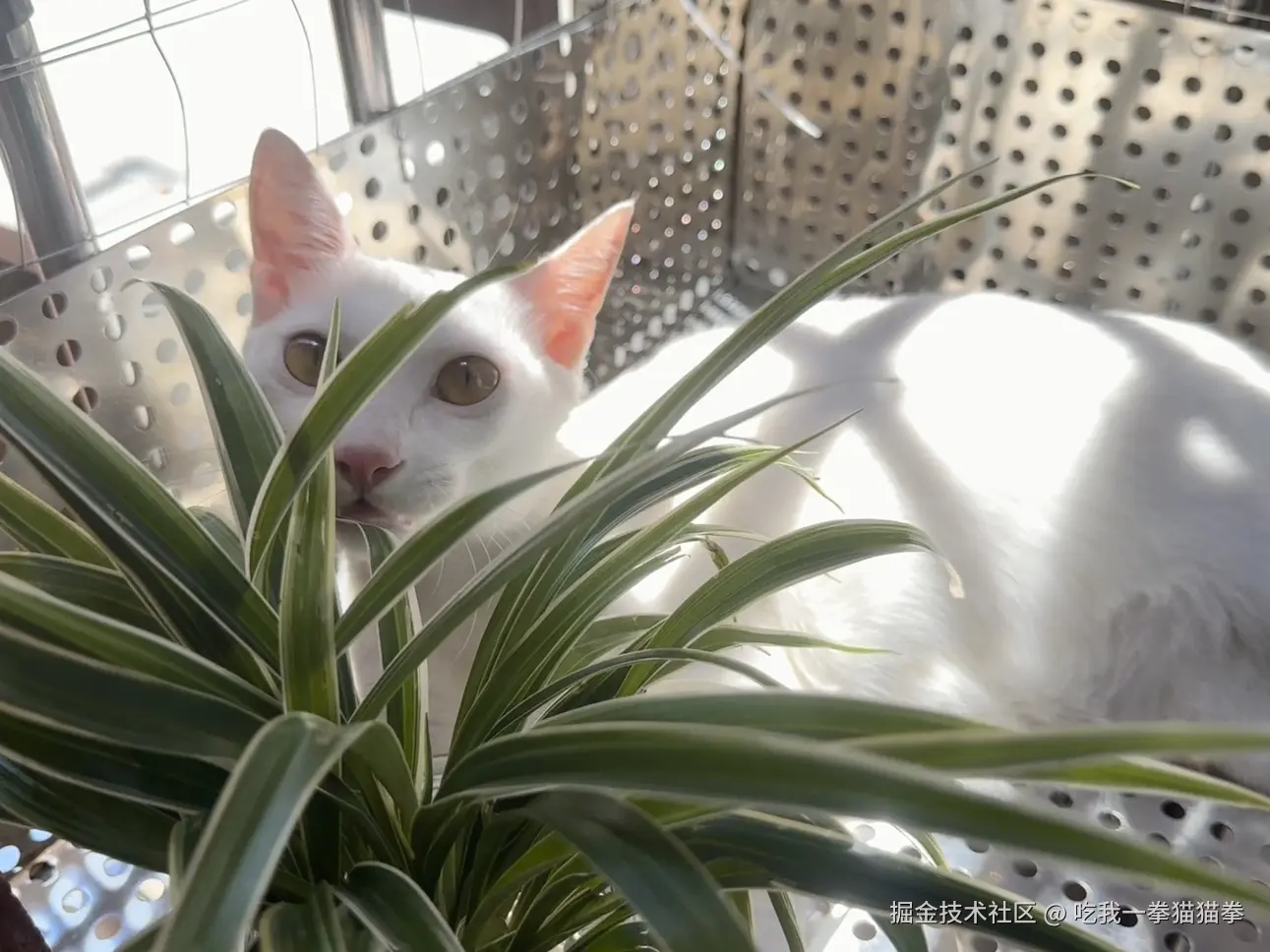 吃我一拳猫猫拳于2024-08-08 14:13发布的图片