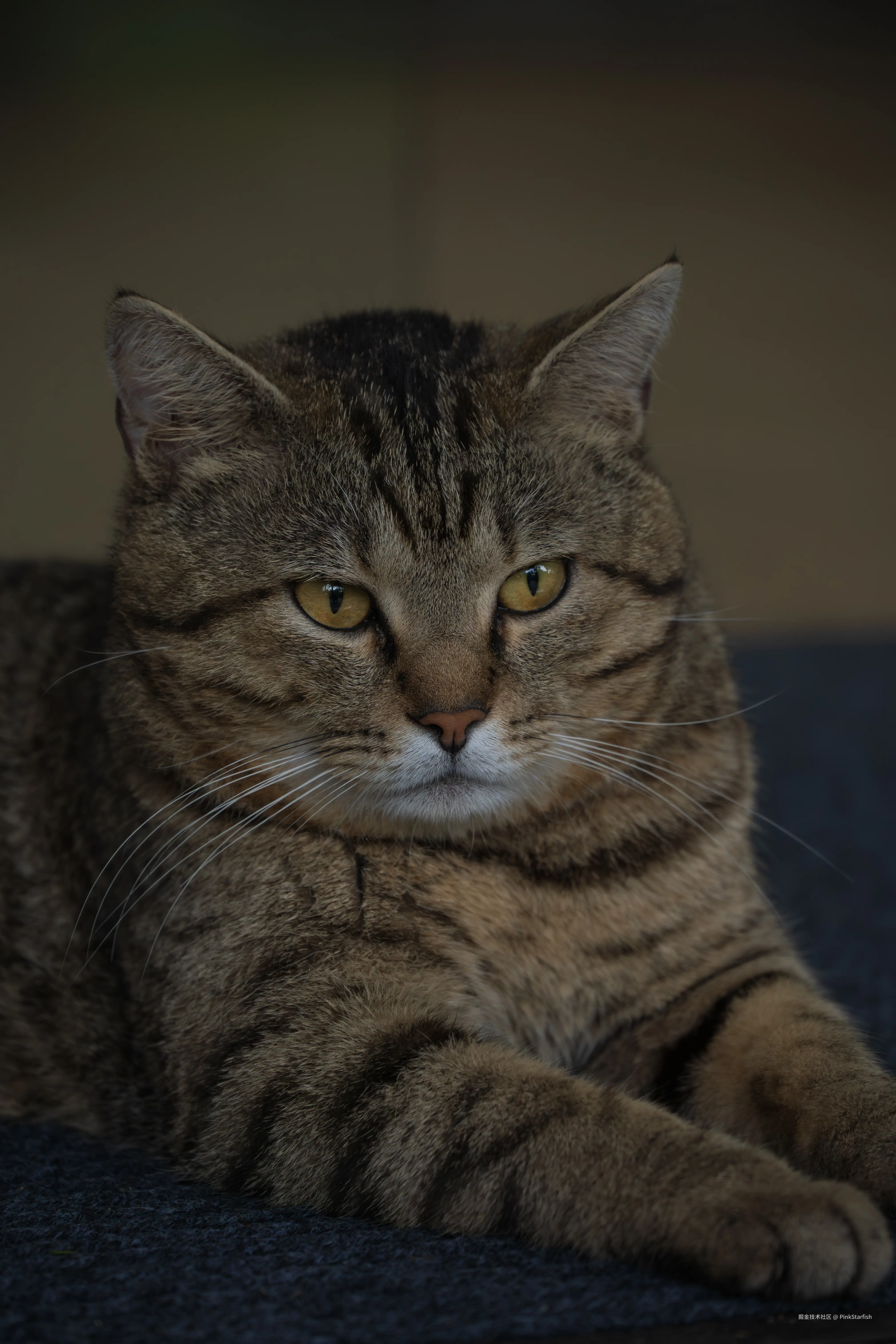 PinkStarfish于2025-07-09 14:25发布的图片