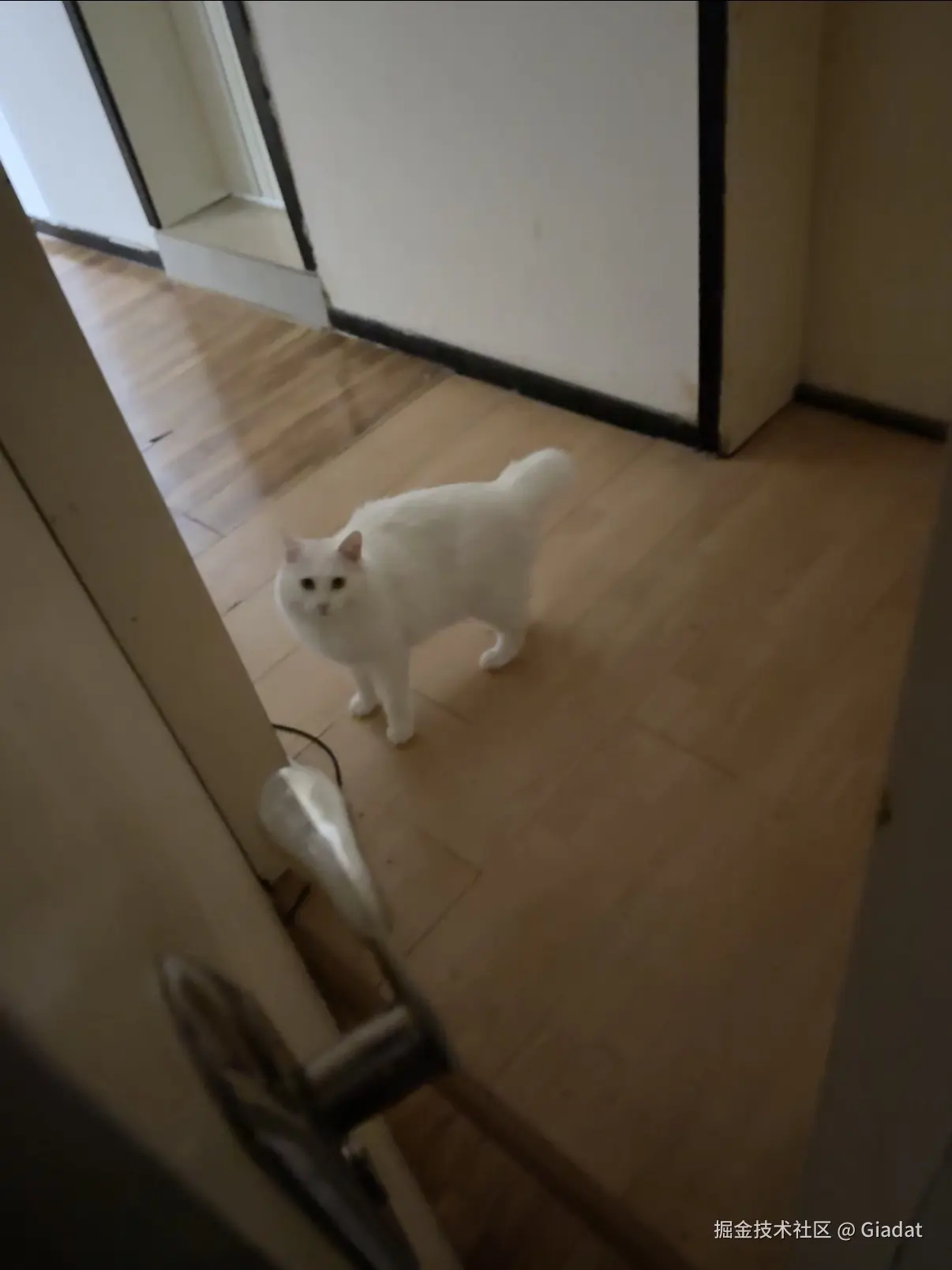 Giadat于2025-09-26 09:26发布的图片