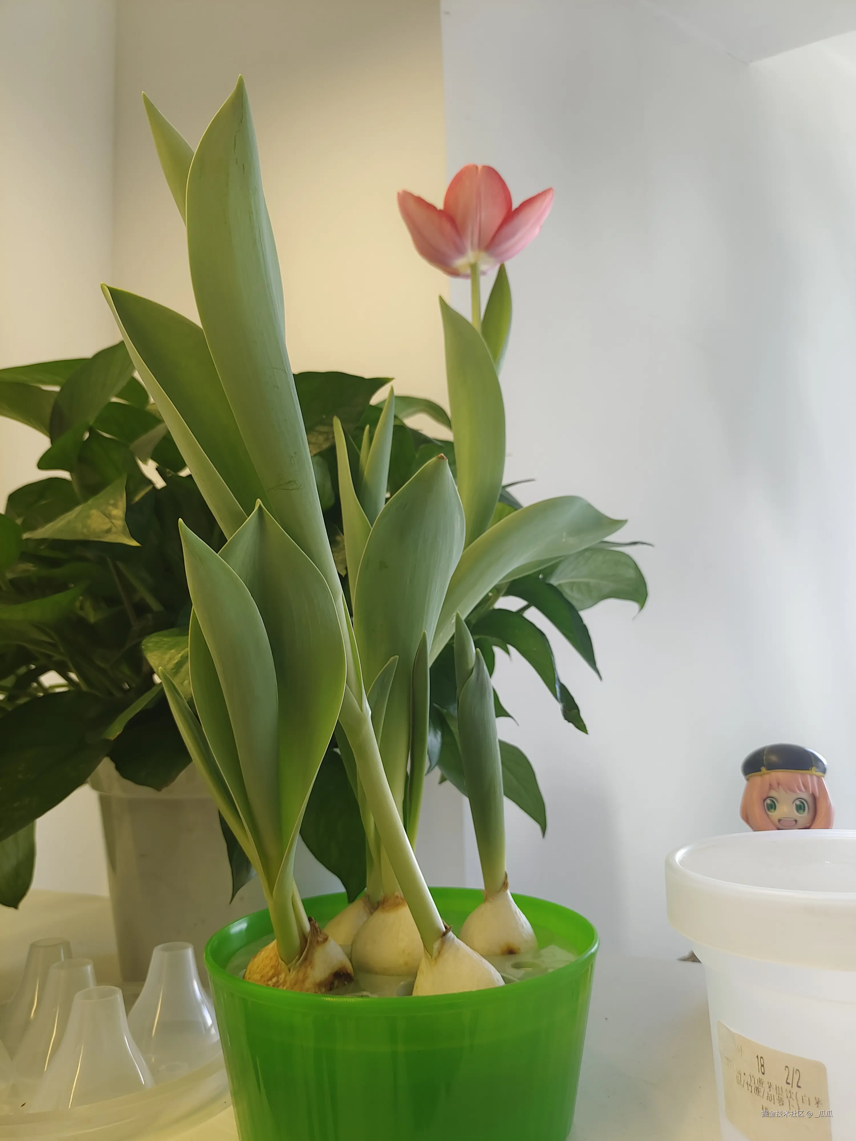 _瓜瓜于2025-03-12 09:25发布的图片