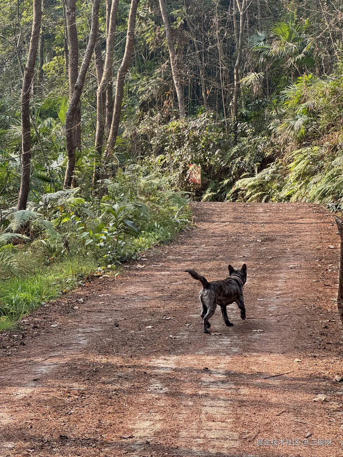 三碗呀于2026-01-22 14:56发布的图片