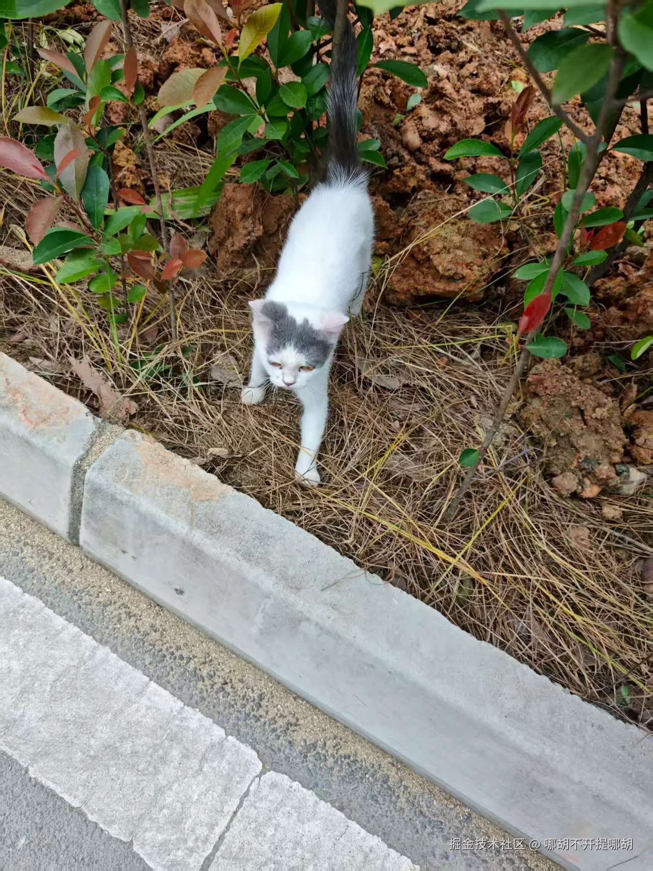 哪胡不开提哪胡于2025-09-02 09:10发布的图片