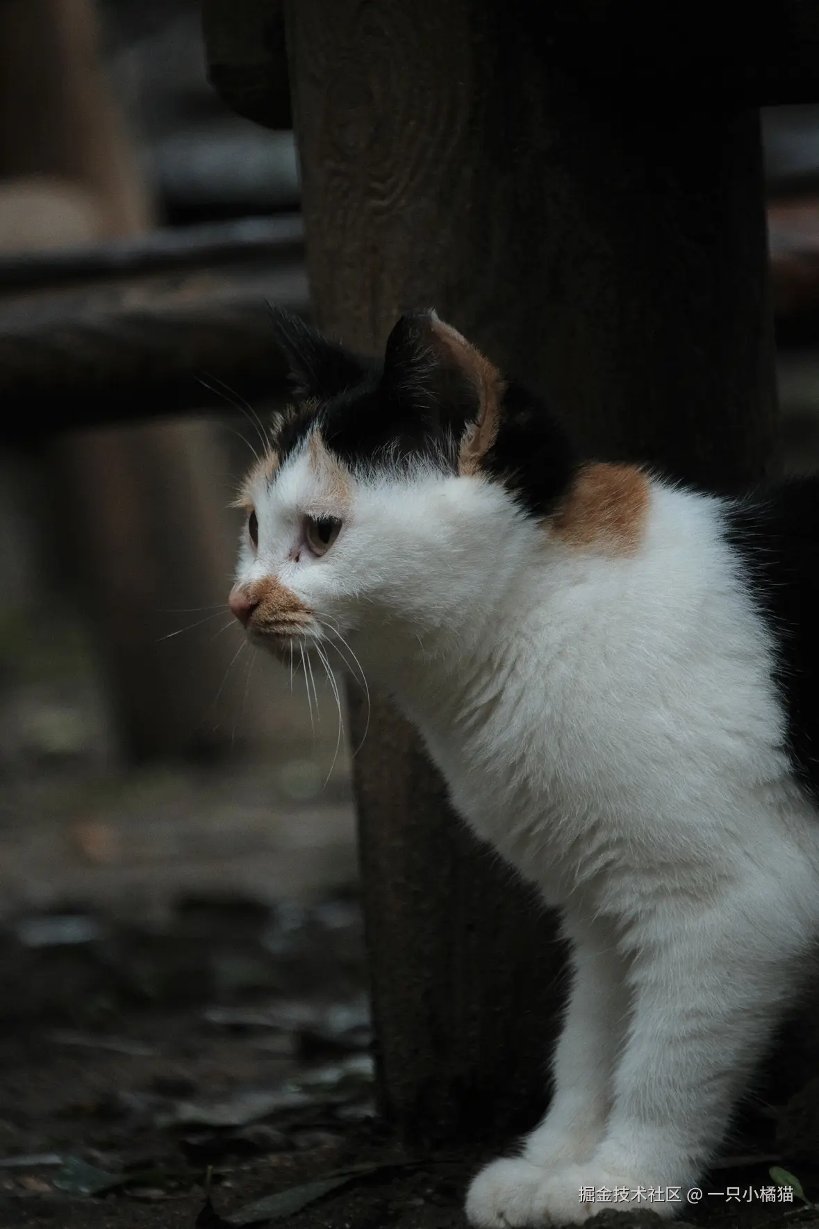 一只小橘猫于2025-10-17 04:00发布的图片