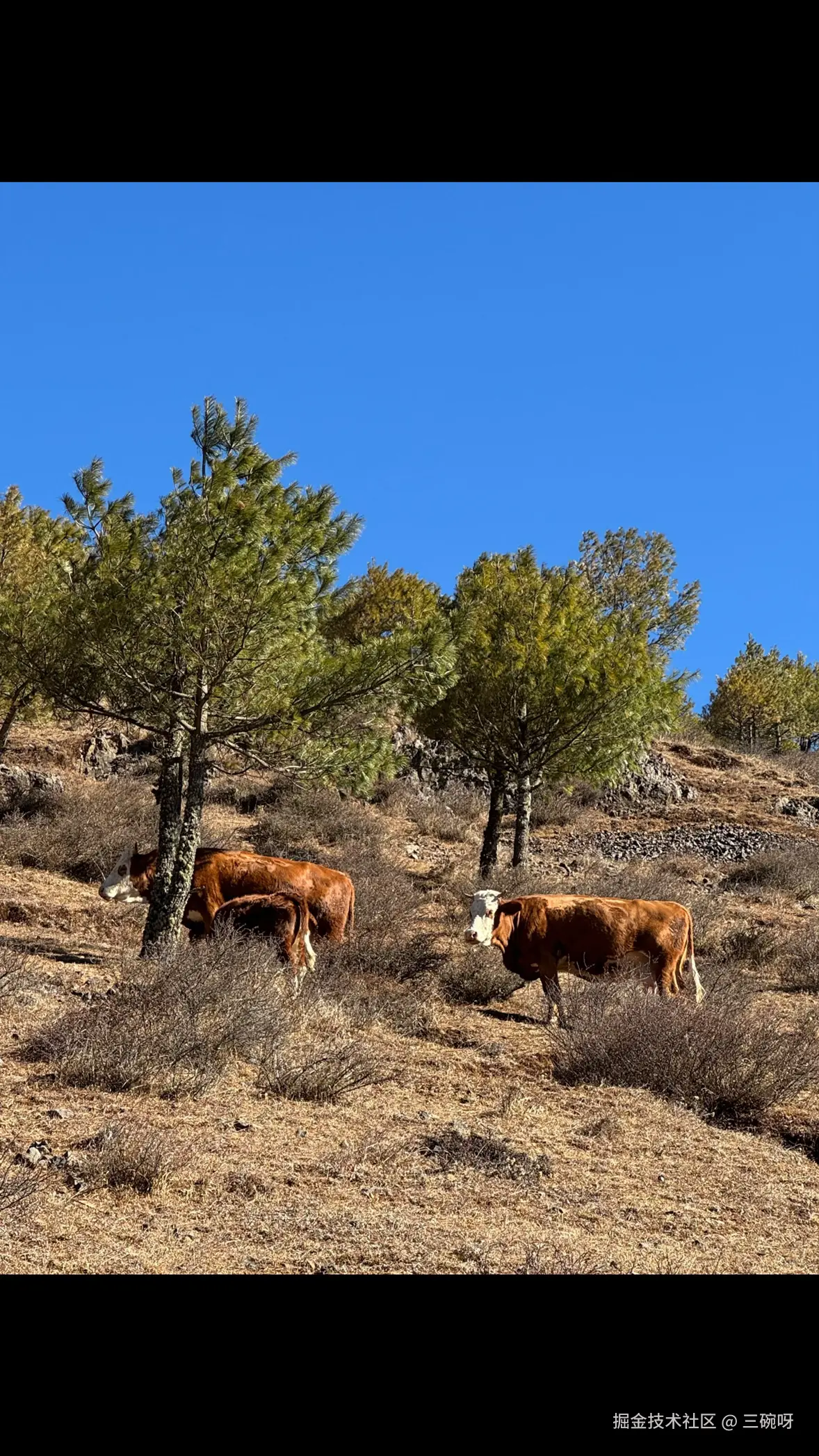三碗呀于2026-03-05 13:33发布的图片