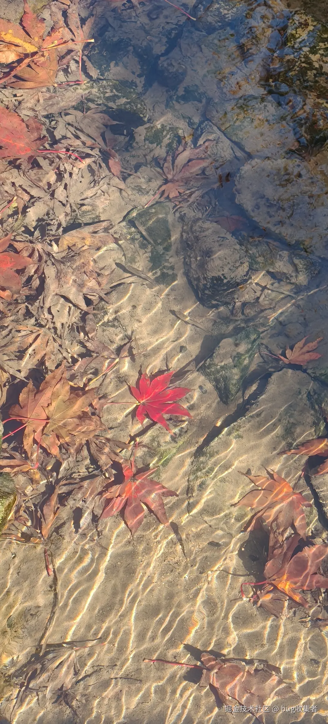 bug收集者于2025-11-17 13:02发布的图片