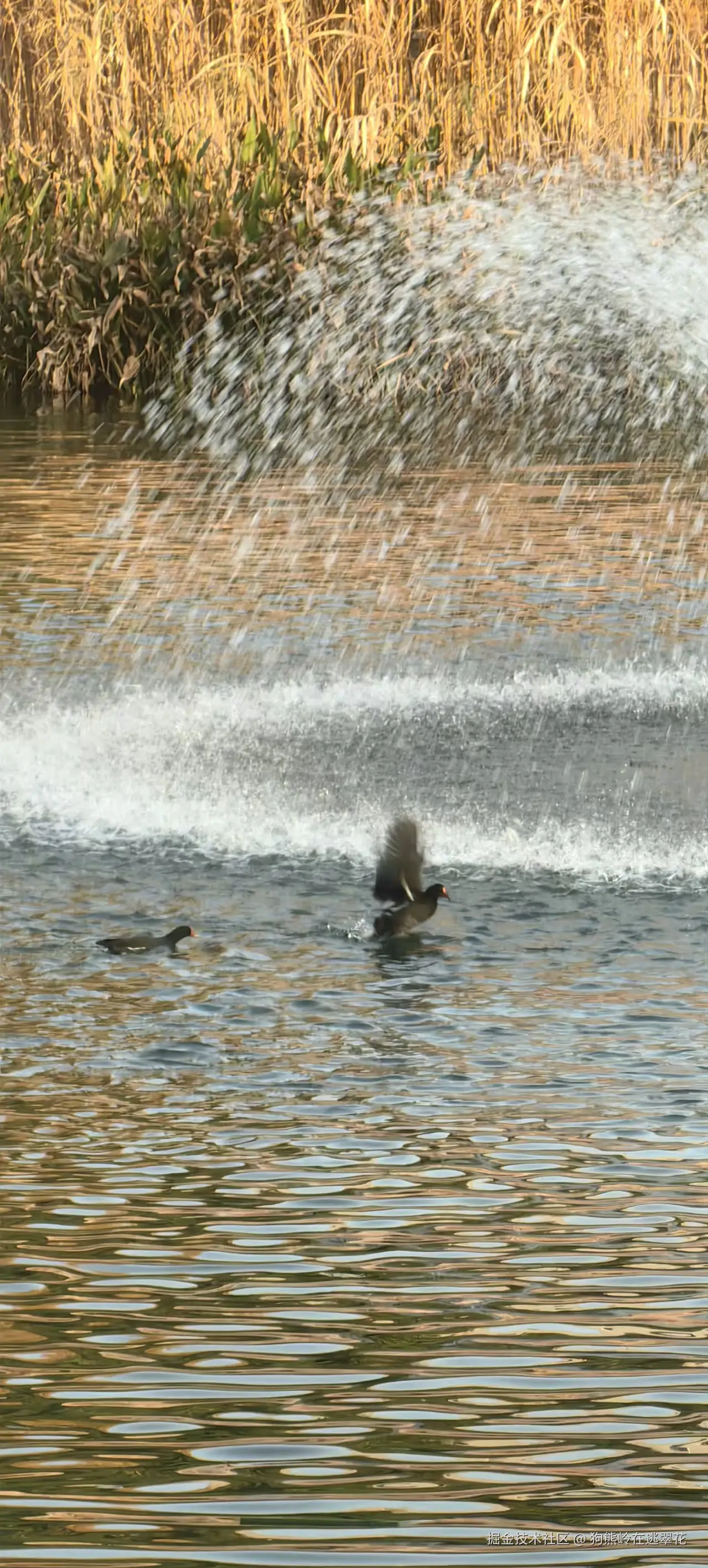 狗熊岭在逃翠花于2025-12-09 14:16发布的图片