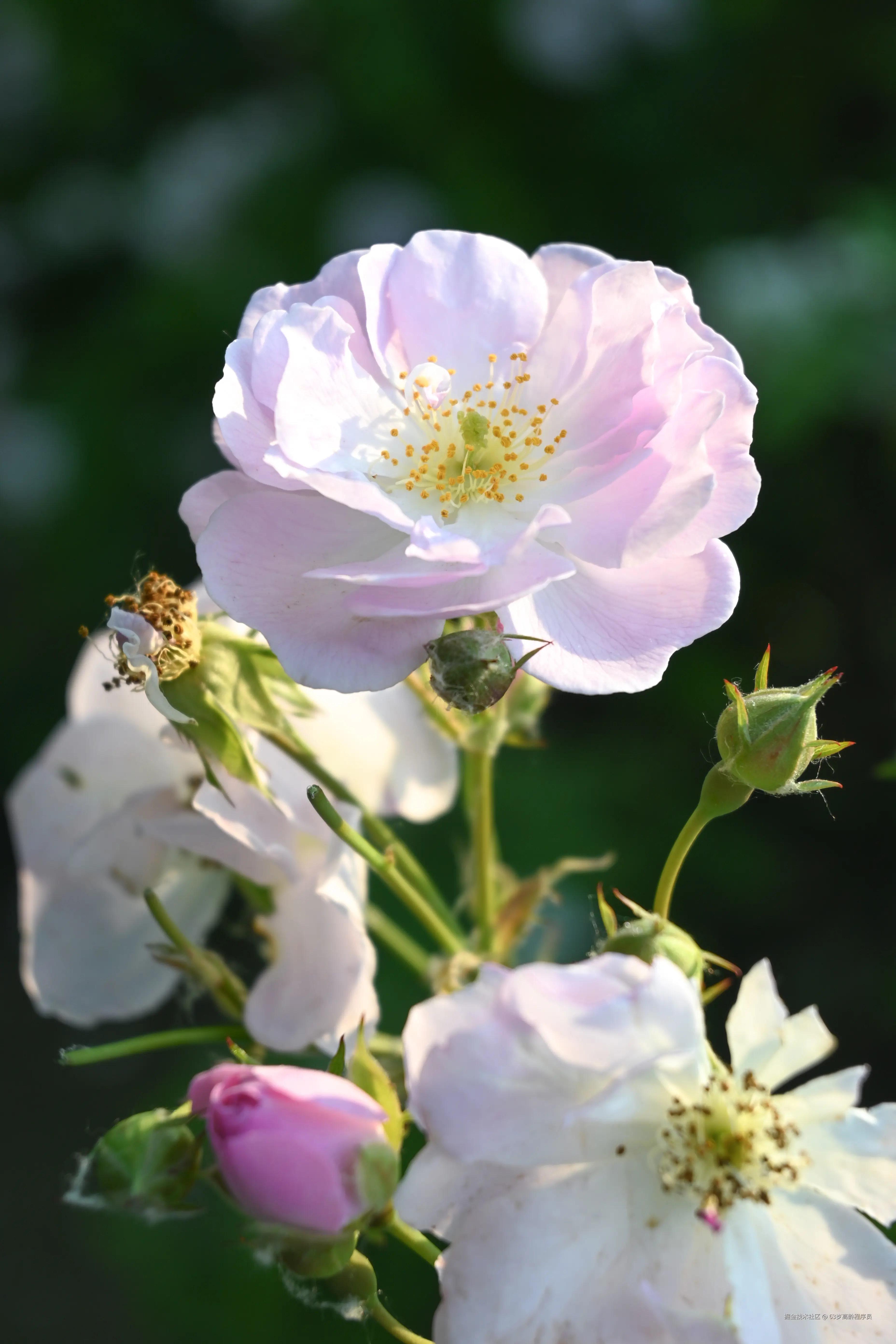 63岁高龄程序员于2025-05-12 09:50发布的图片