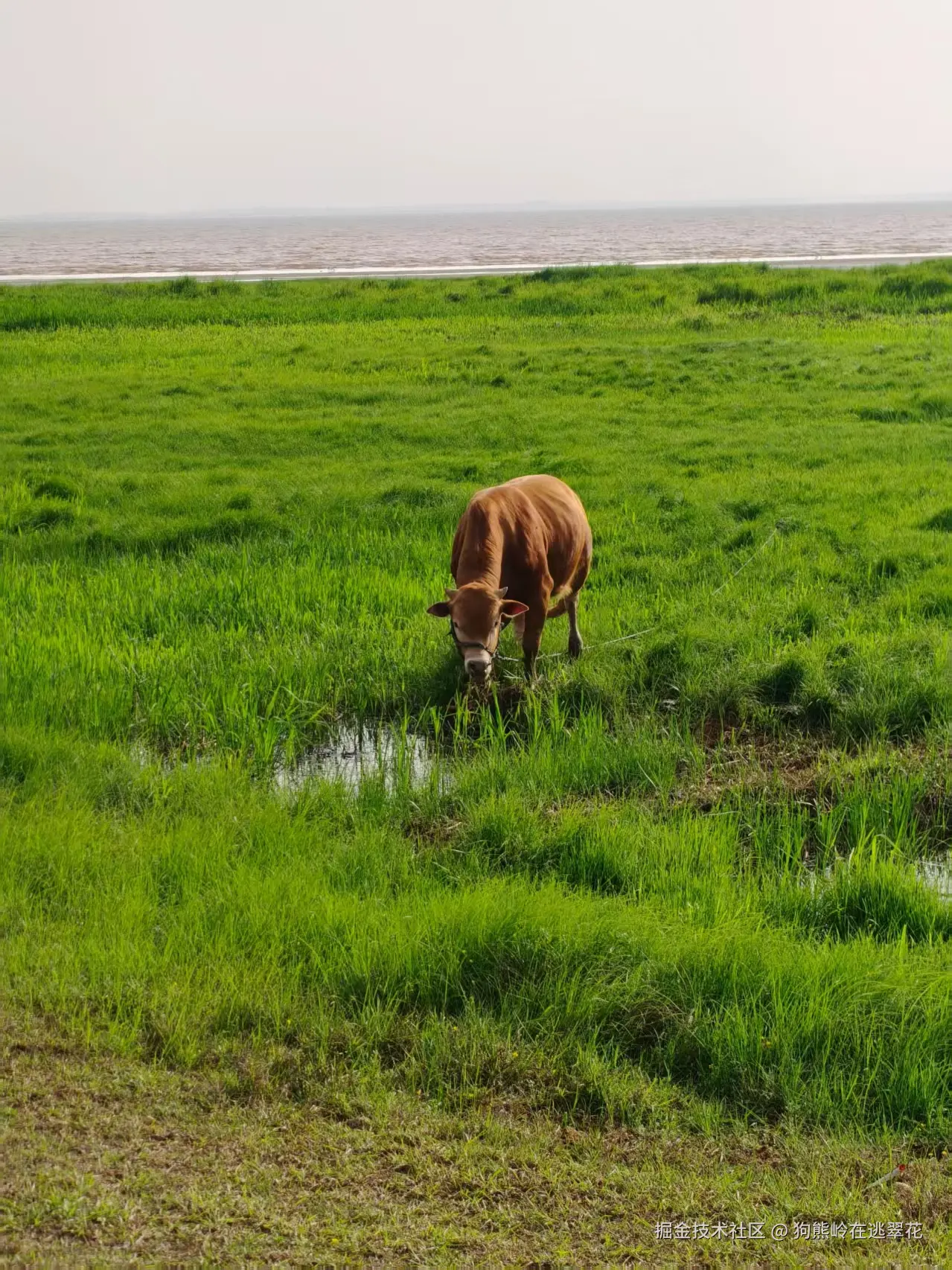 狗熊岭在逃翠花于2026-04-08 10:24发布的图片