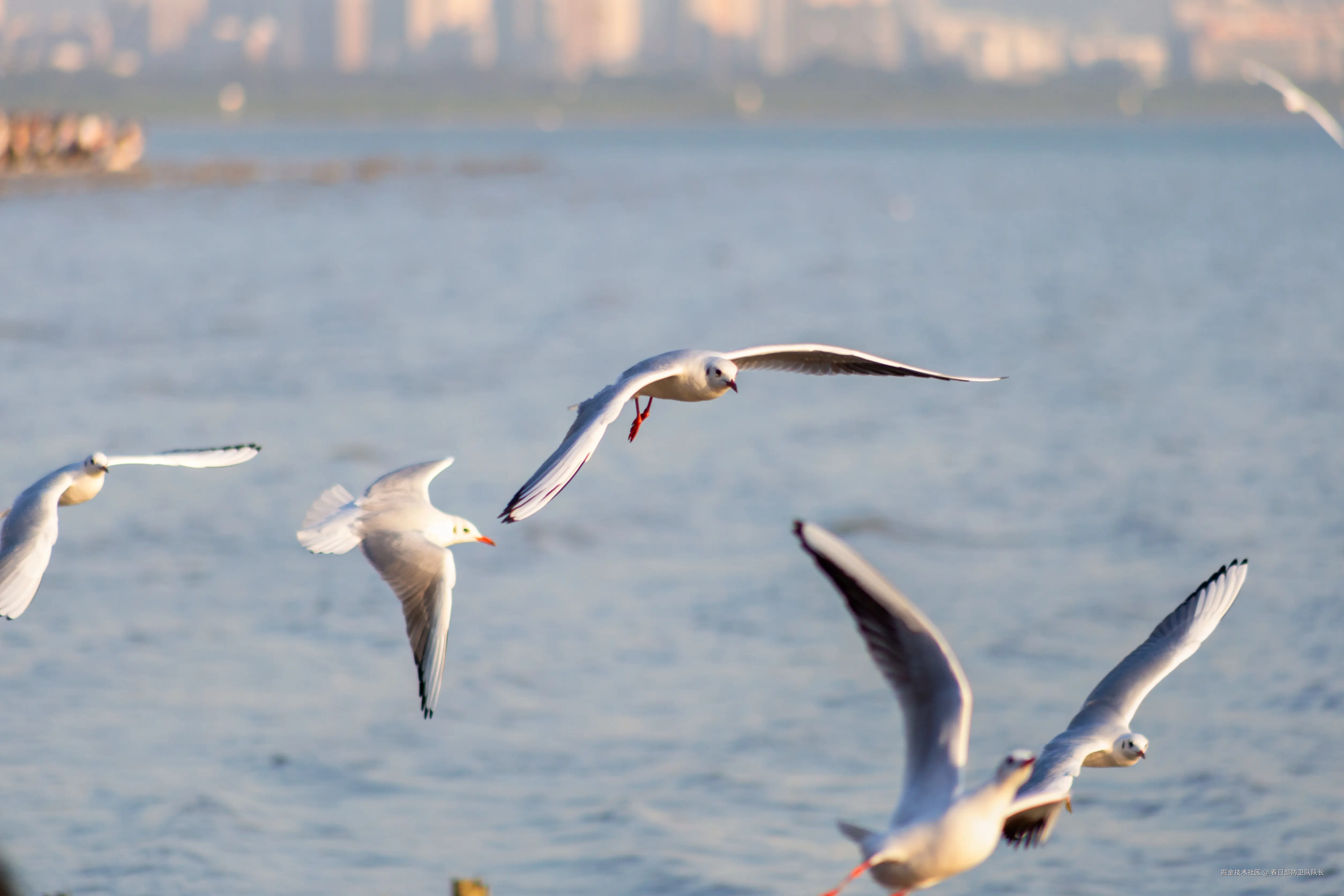 春日部防卫队队长于2024-12-02 09:50发布的图片