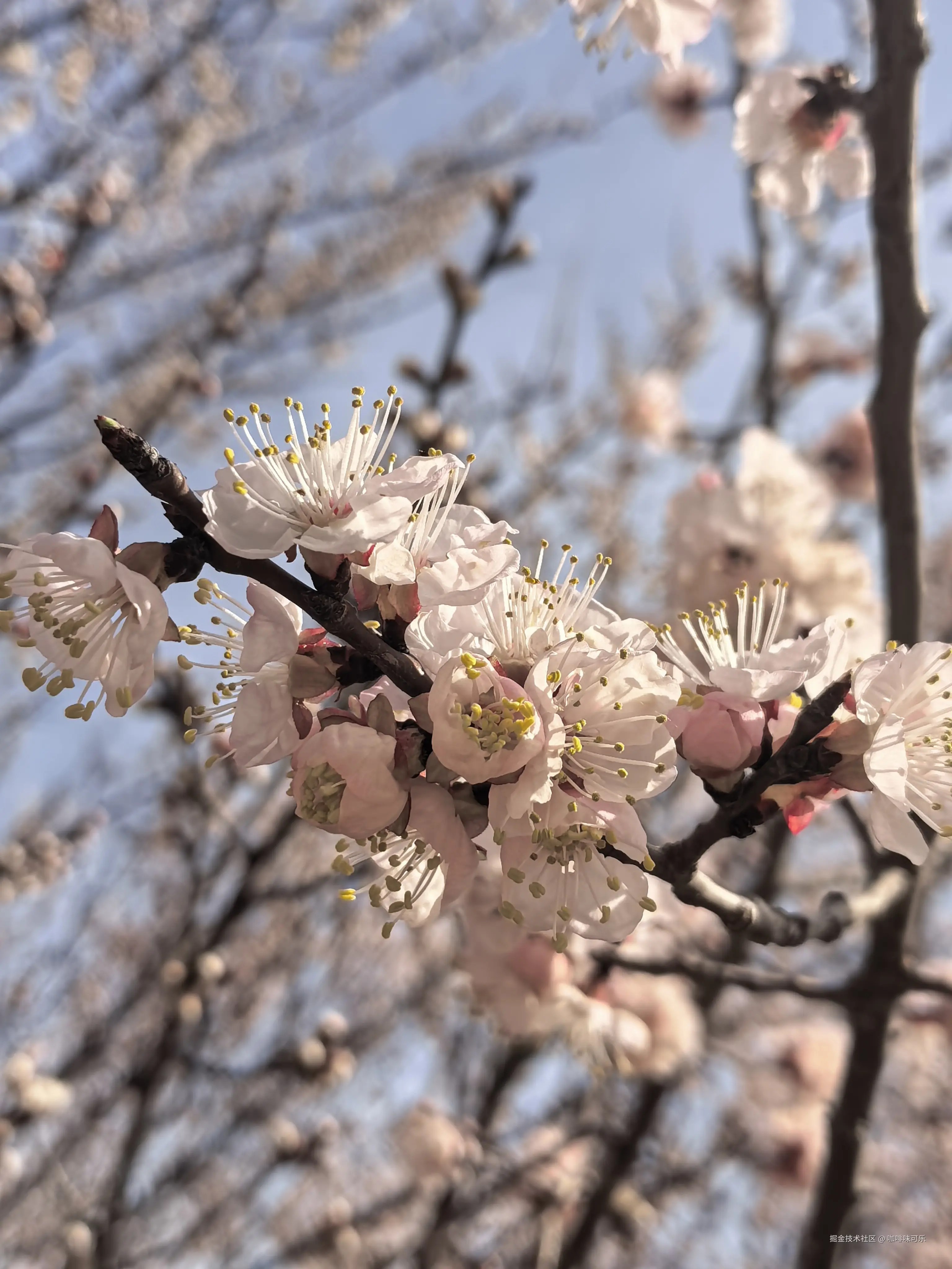 咖啡味可乐于2026-03-22 19:12发布的图片