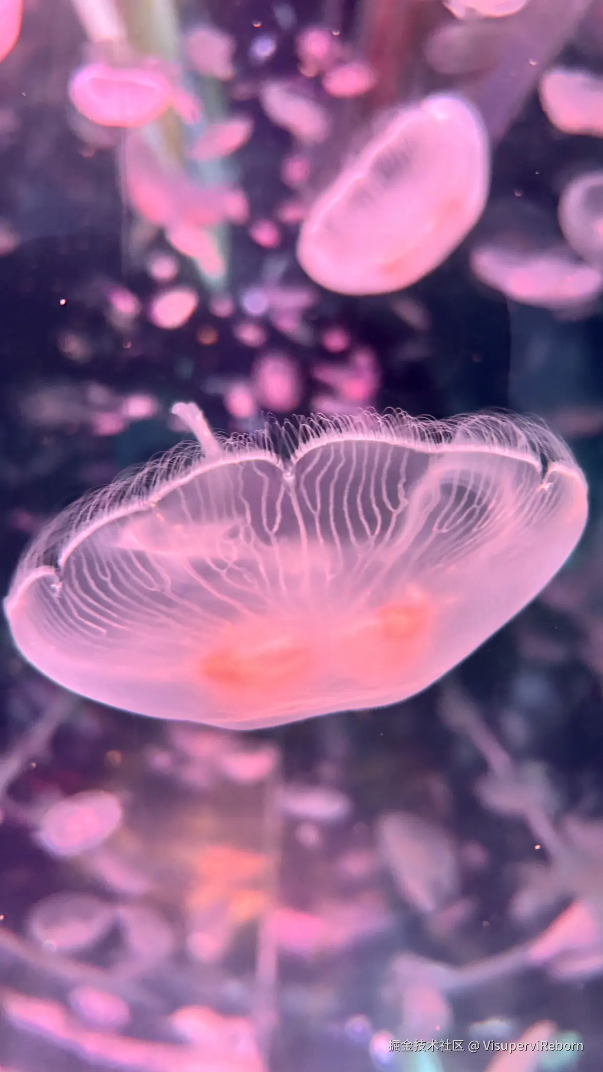 VisuperviReborn于2025-09-30 15:55发布的图片