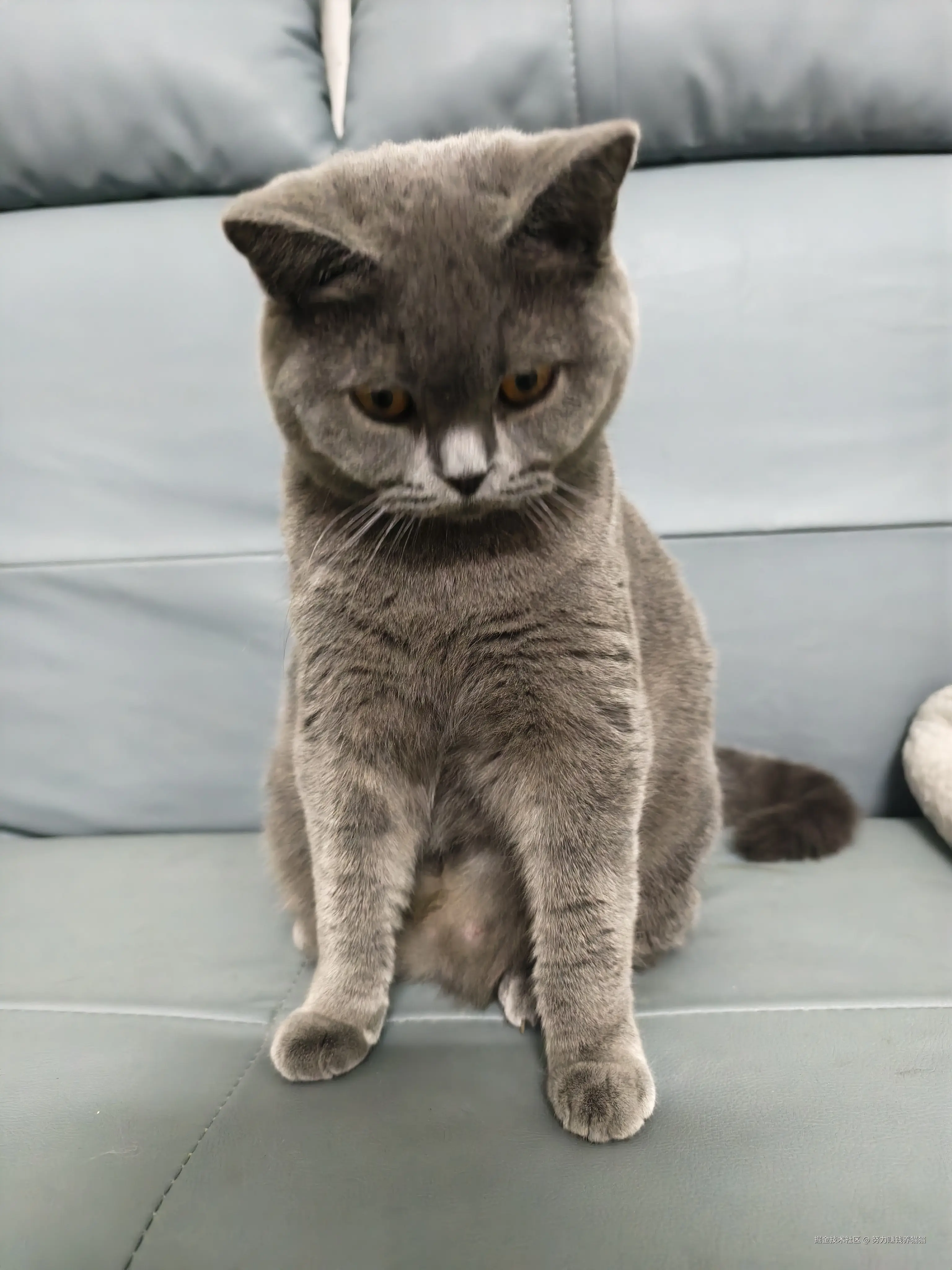 努力赚钱养猫猫于2024-12-28 11:02发布的图片