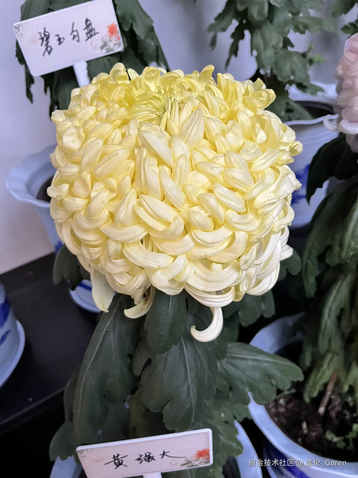 盖伦_Garen于2024-11-18 01:35发布的图片