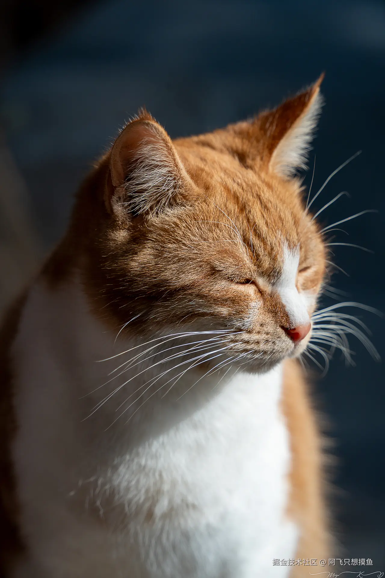 阿飞只想摸鱼于2024-12-20 10:23发布的图片