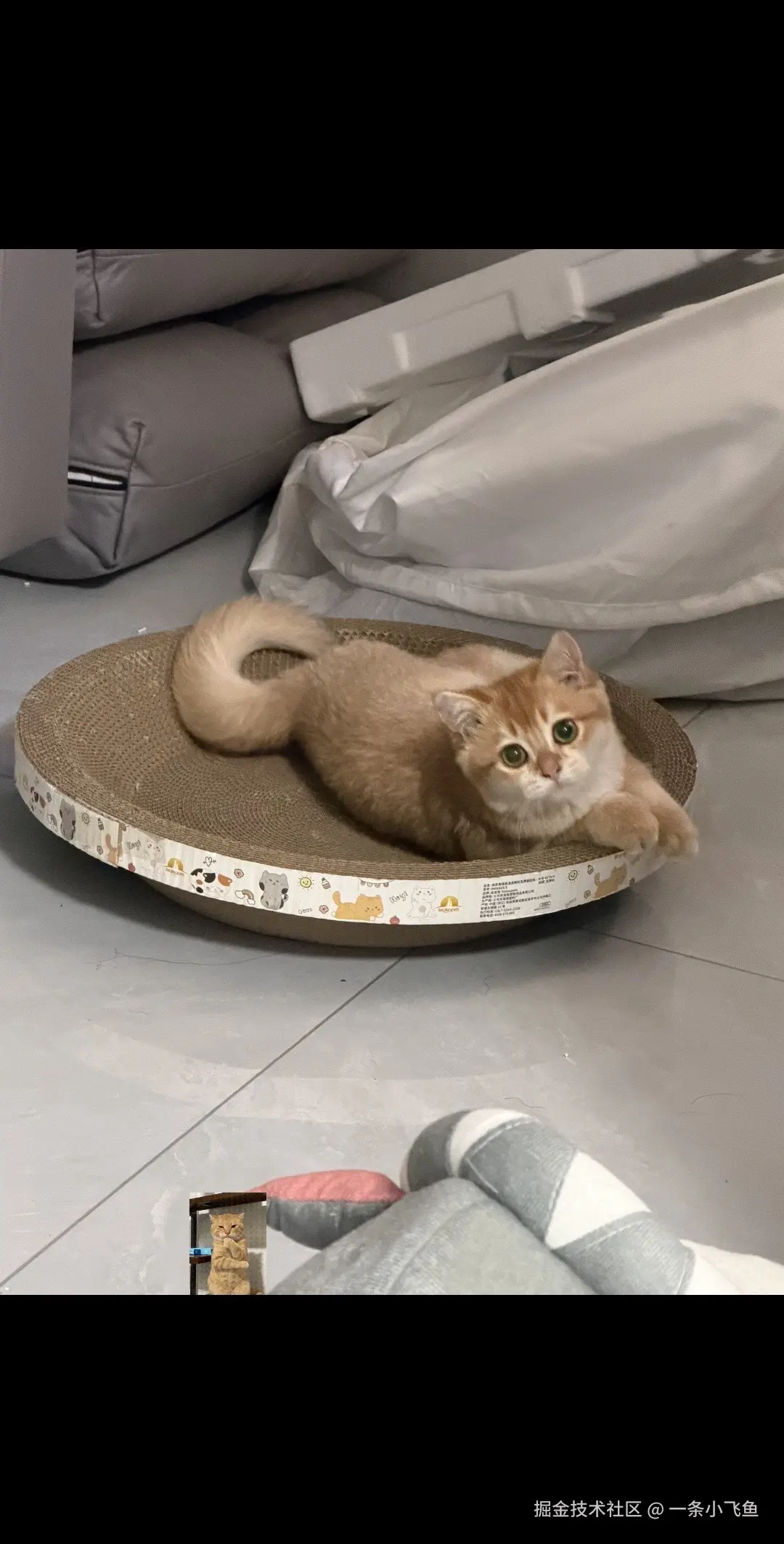 一条小飞鱼于2026-08-17 08:39发布的图片