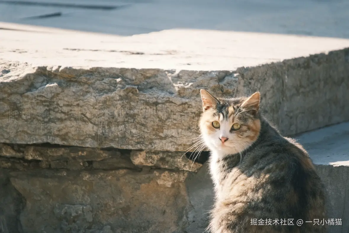 一只小橘猫于2026-02-09 09:16发布的图片