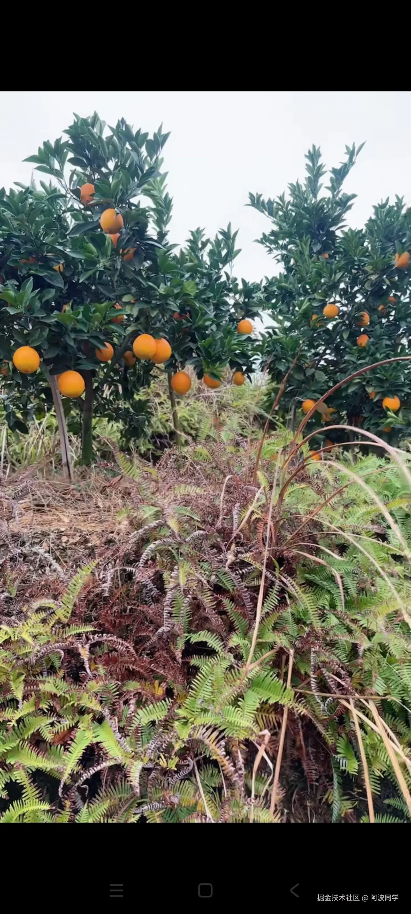 阿波同学于2024-11-18 20:40发布的图片