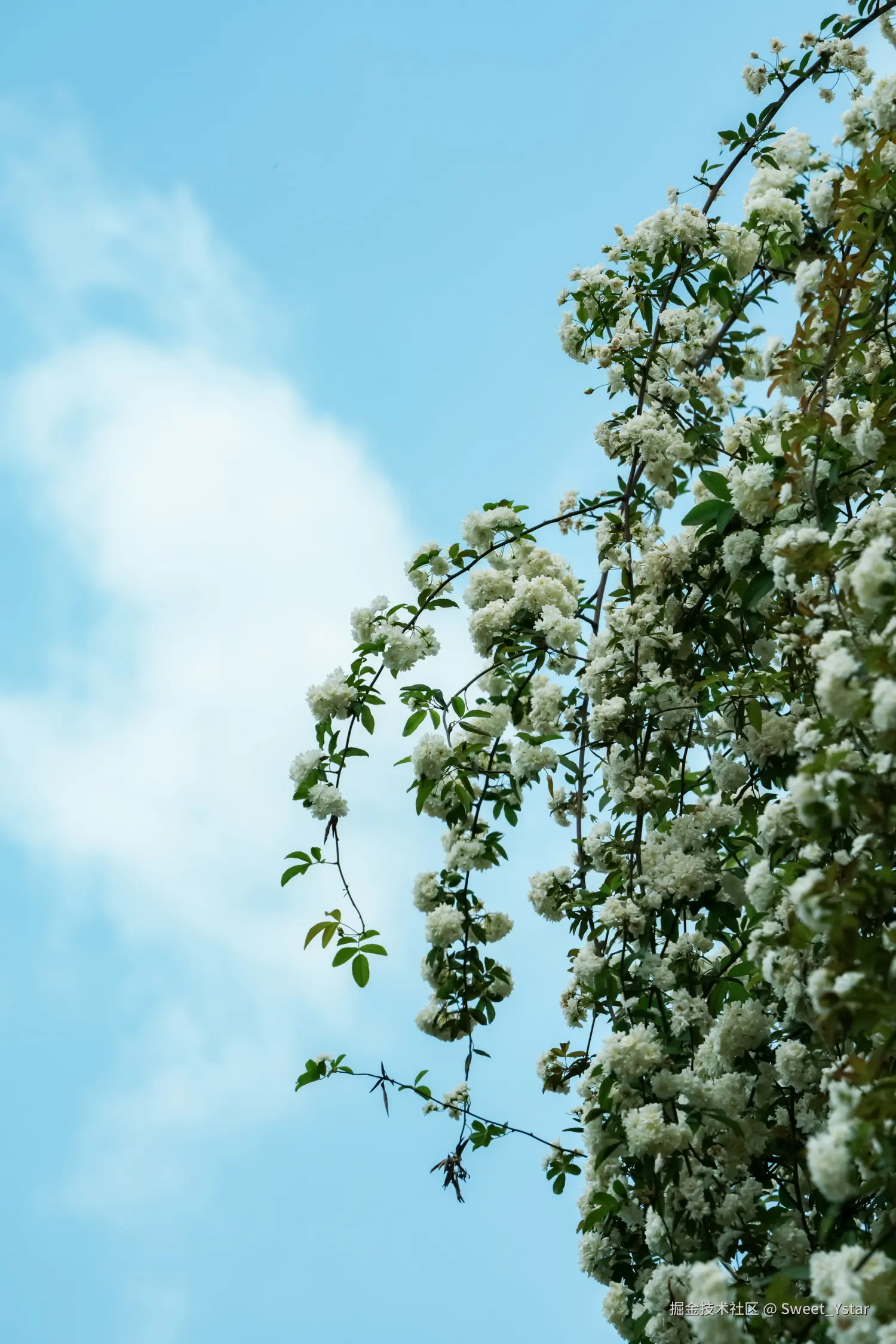 Sweet_Ystar于2026-04-18 09:55发布的图片