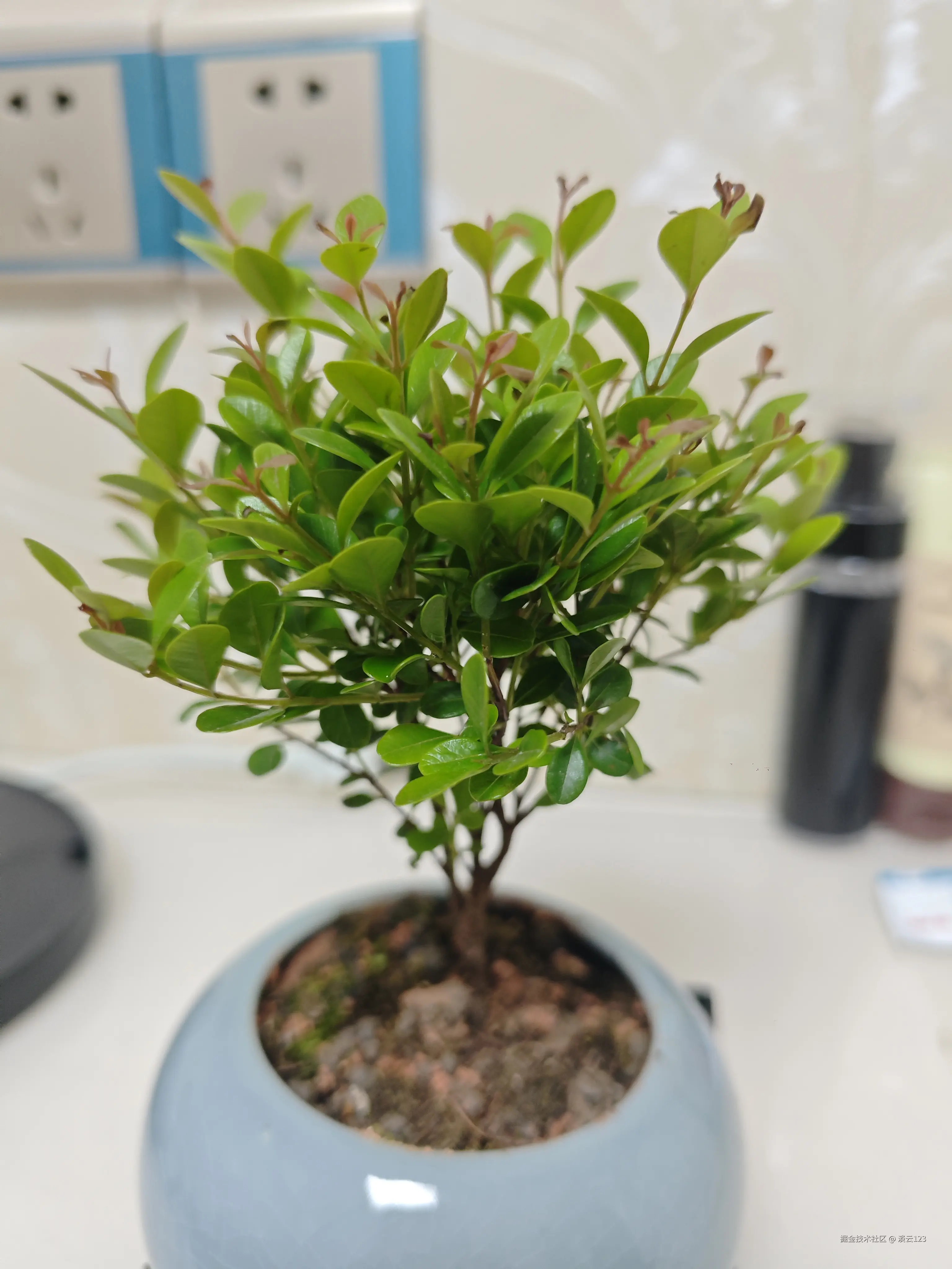 淡云123于2025-03-31 08:43发布的图片