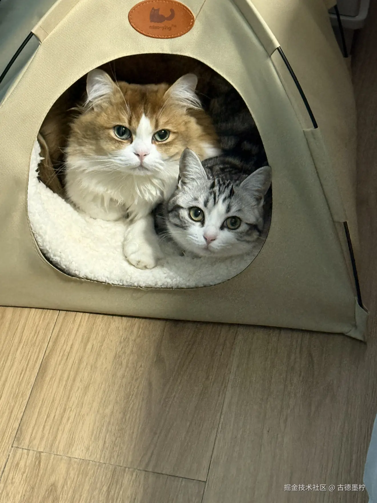 古德墨柠于2026-02-24 16:33发布的图片