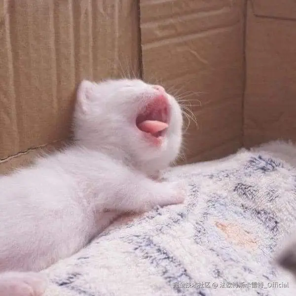 法欧特斯卡雷特_Official于2024-12-06 08:54发布的图片