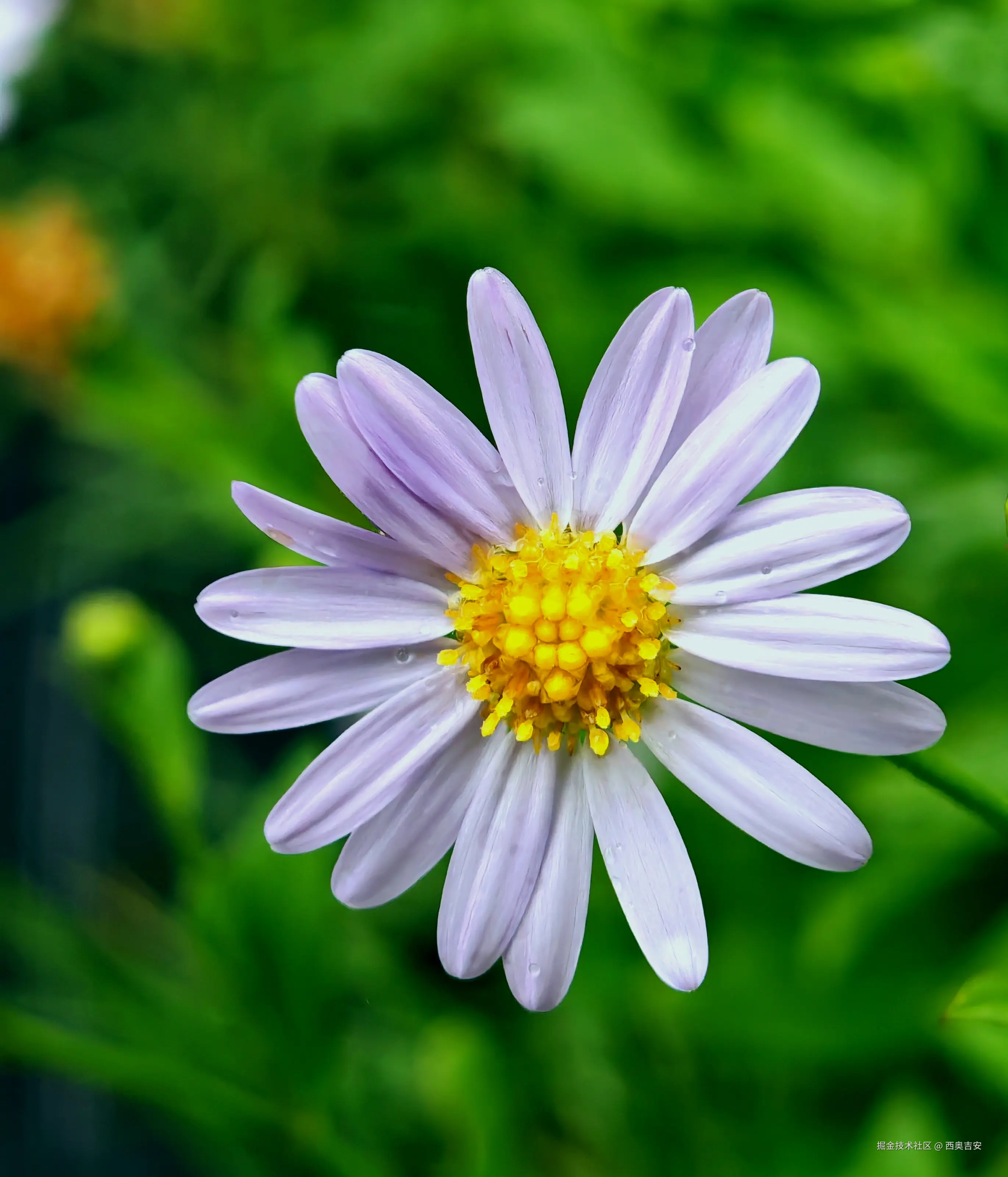 西奥吉安于2025-06-23 18:29发布的图片