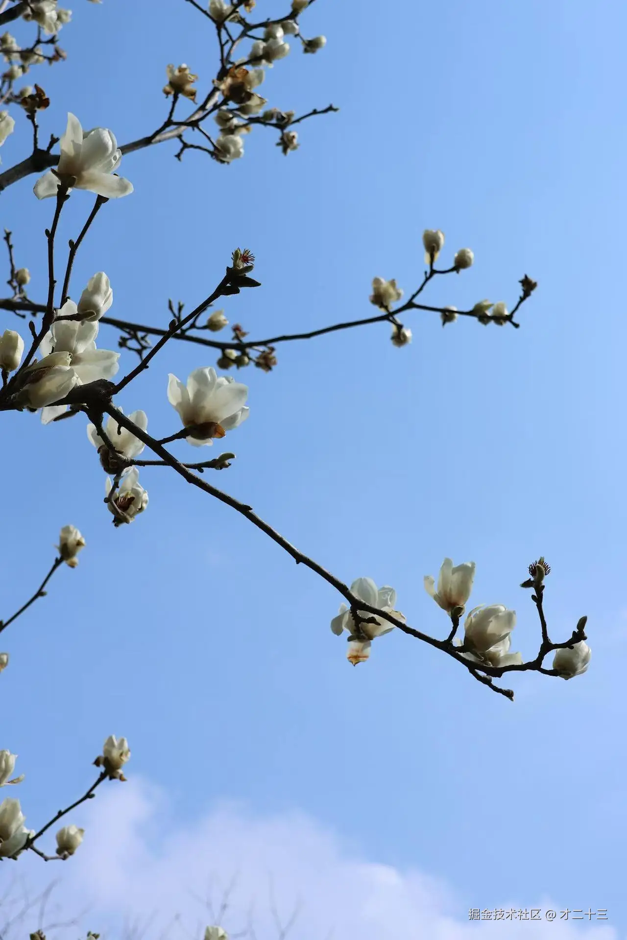 才二十三于2025-03-18 09:42发布的图片