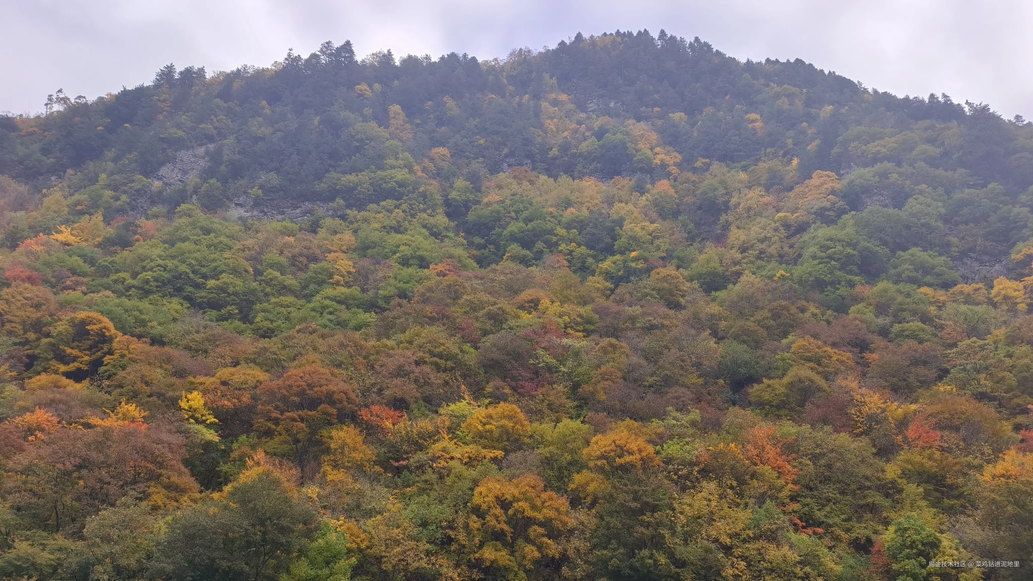 菜鸡钻进泥地里于2025-11-10 15:46发布的图片