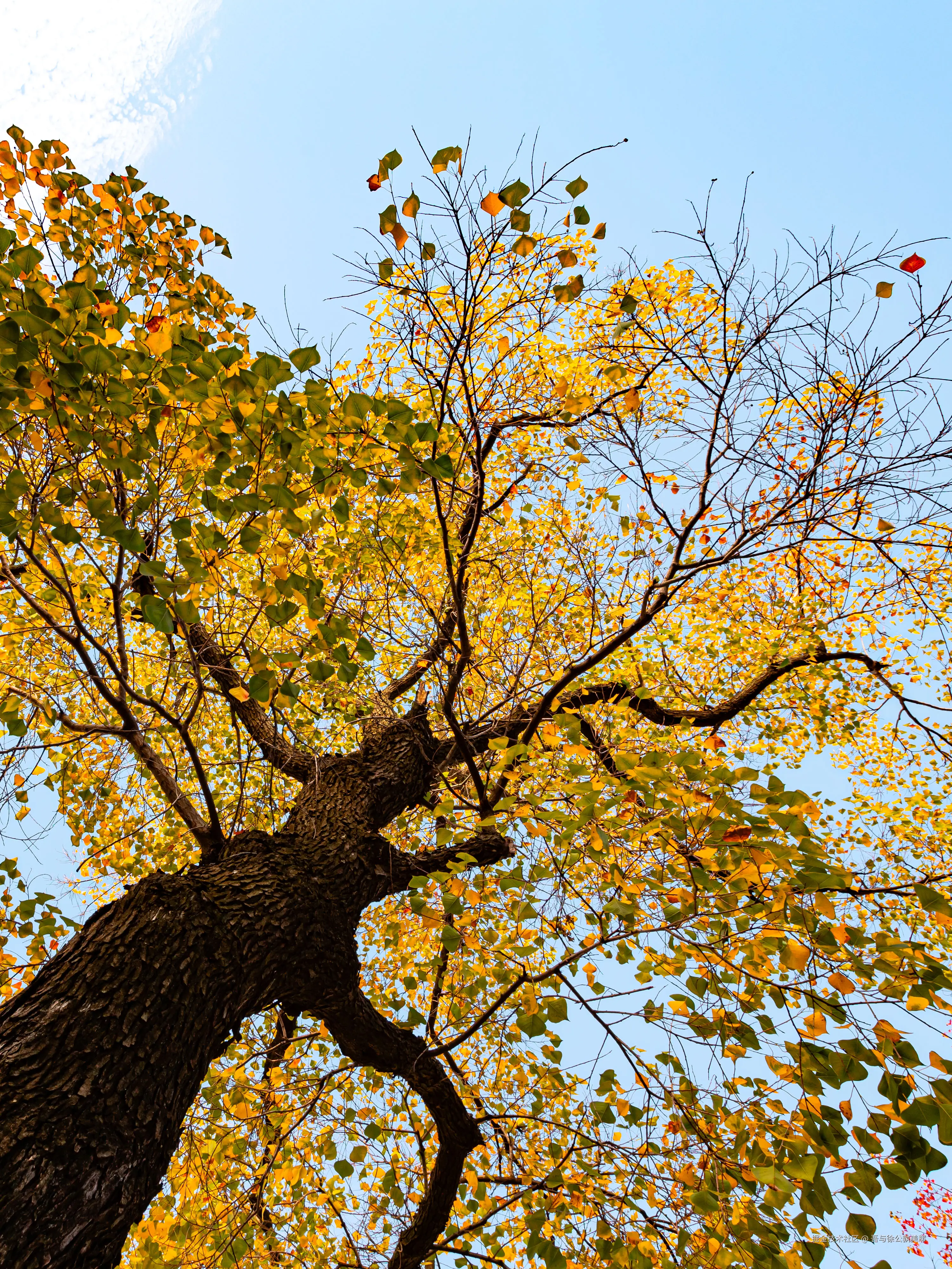 吾与徐公孰美耶于2024-11-11 01:49发布的图片