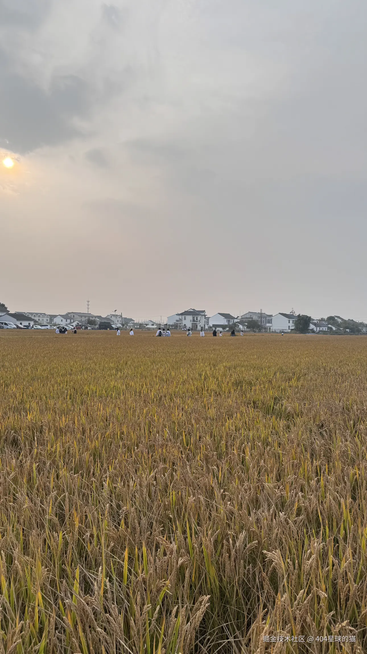 404星球的猫于2025-11-02 13:09发布的图片