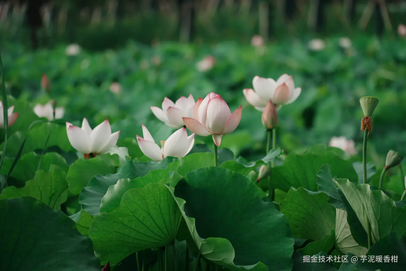 芋泥暖香柑于2026-07-02 09:18发布的图片