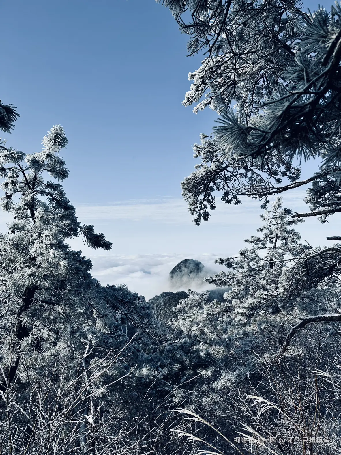阿飞只想摸鱼于2026-02-11 14:33发布的图片