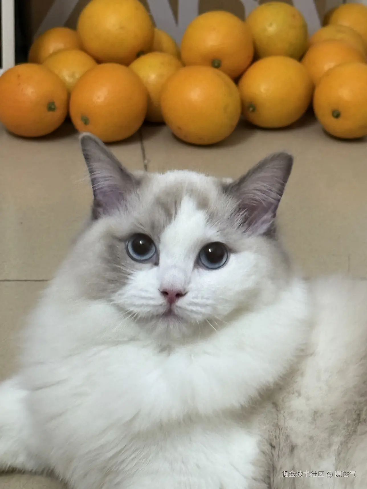 陳住气于2024-11-14 14:40发布的图片