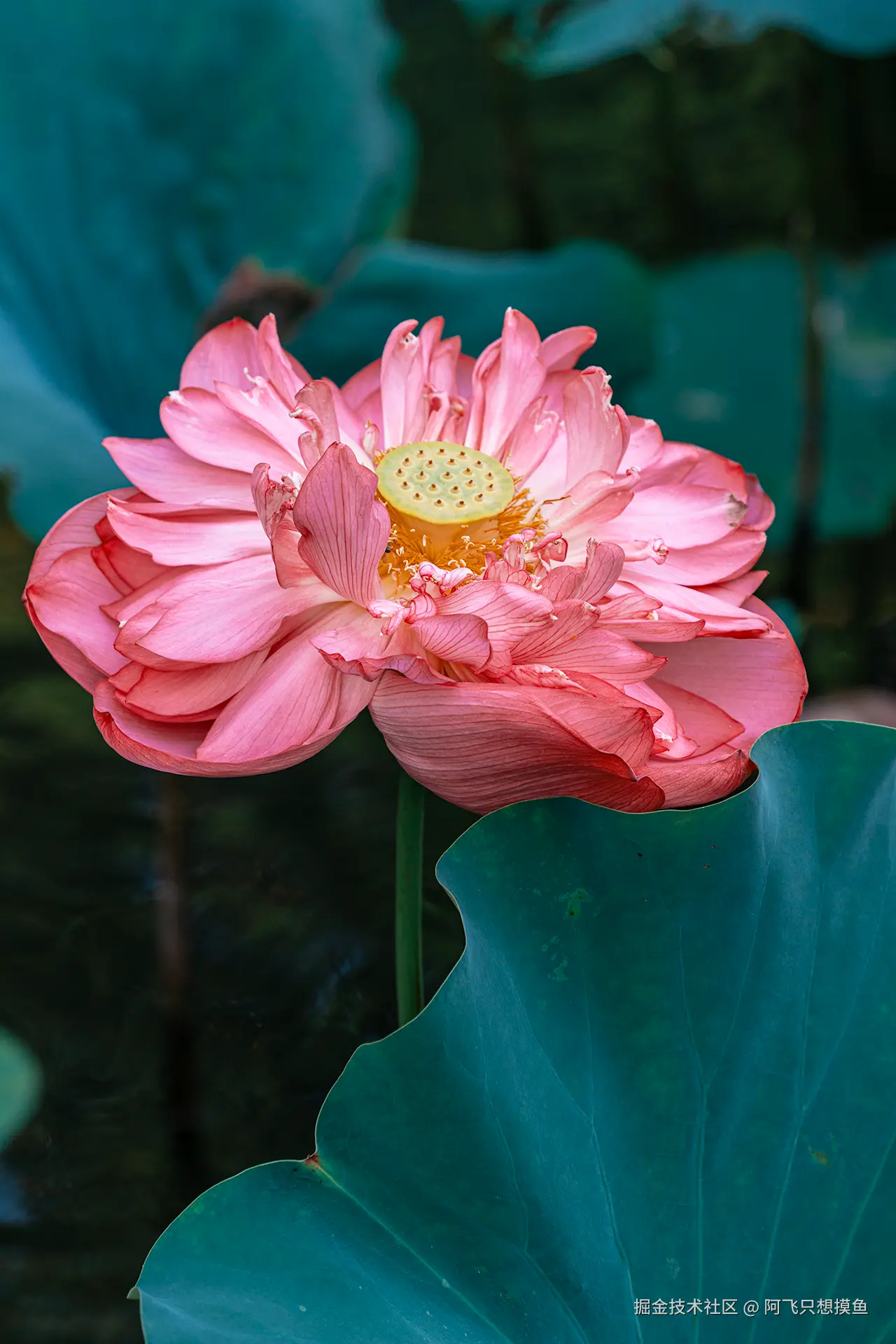 阿飞只想摸鱼于2025-07-16 10:21发布的图片