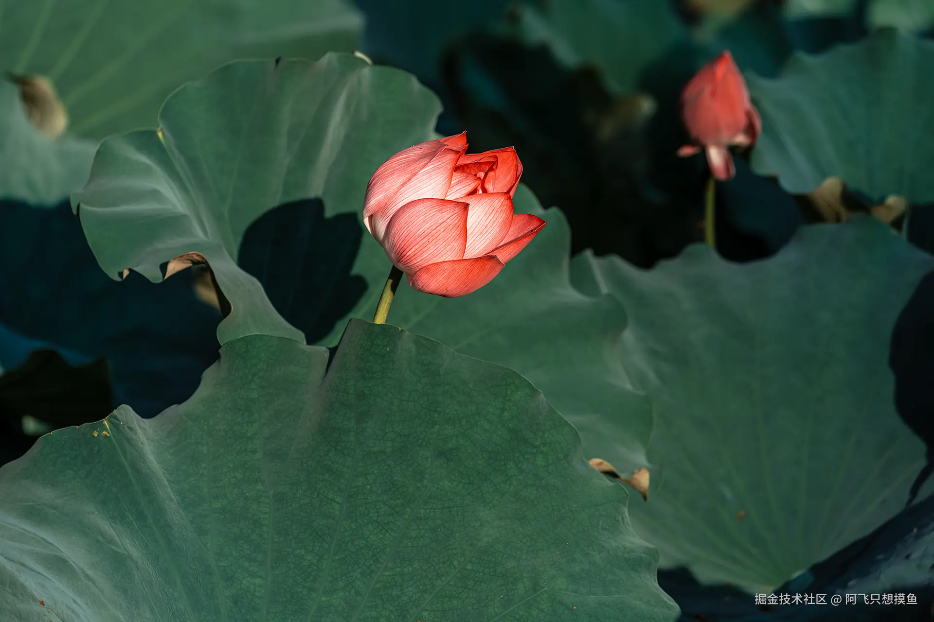 阿飞只想摸鱼于2025-07-16 10:21发布的图片