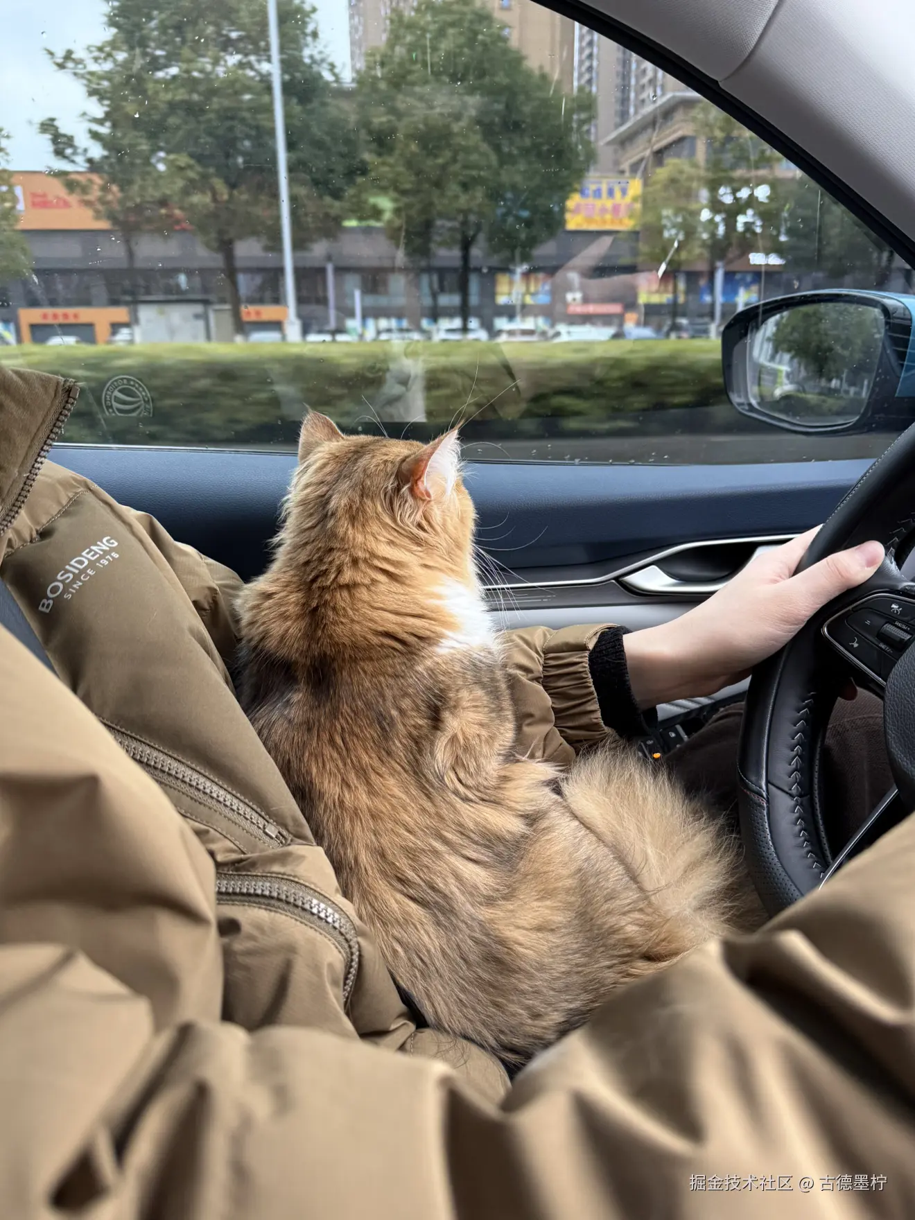 古德墨柠于2026-02-24 16:33发布的图片