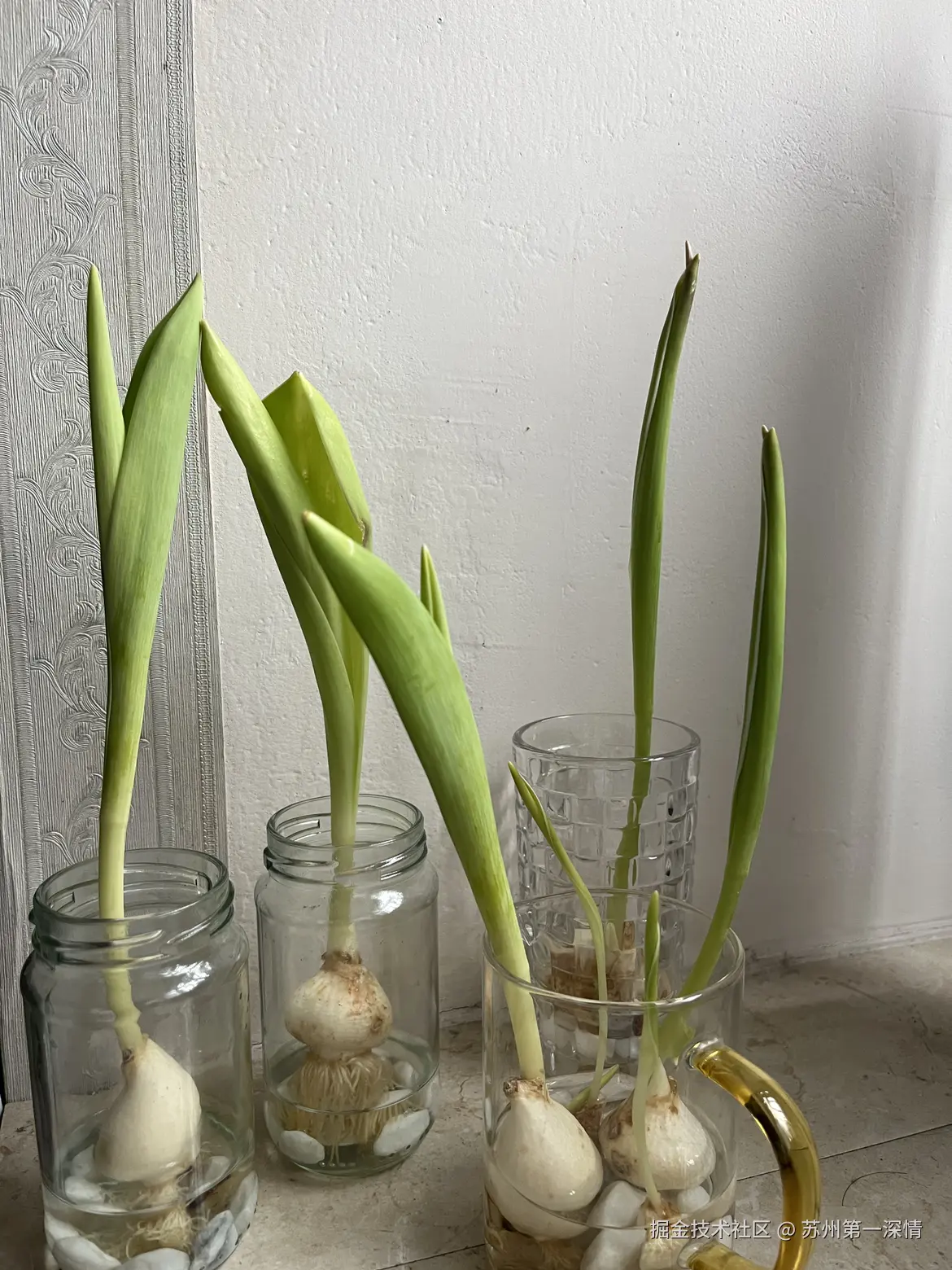 苏州第一深情于2025-03-29 00:30发布的图片