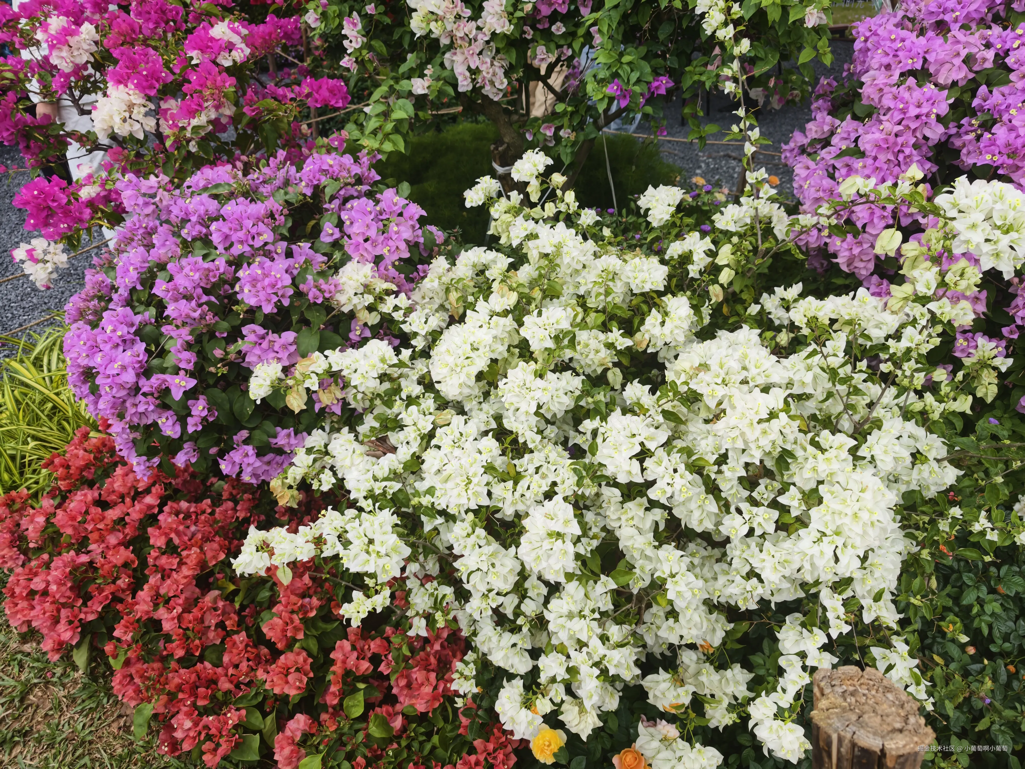 小葡萄啊小葡萄于2025-11-07 15:11发布的图片